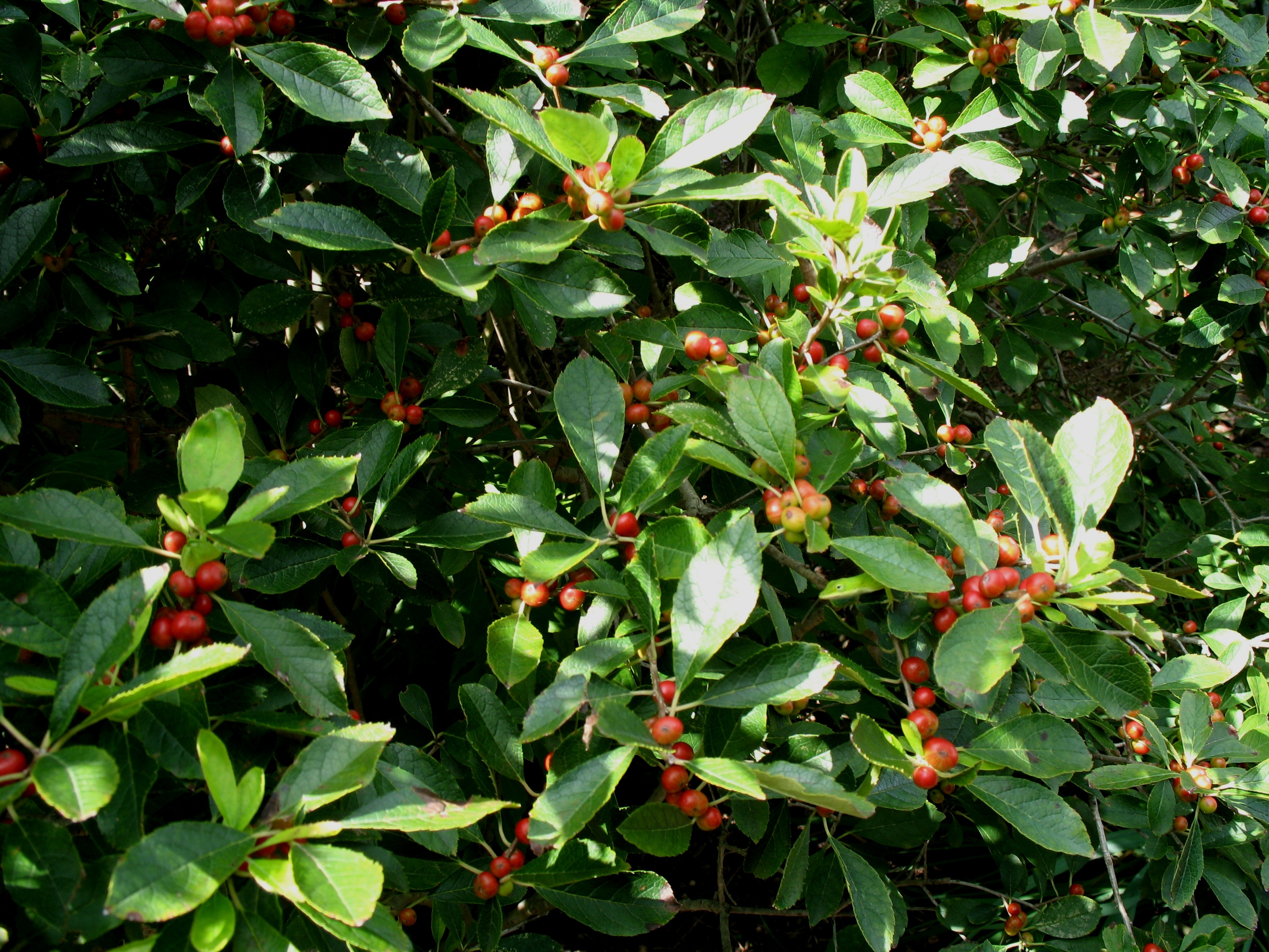 Ilex verticillata 'Red Sprite'   / Ilex verticillata 'Red Sprite'  