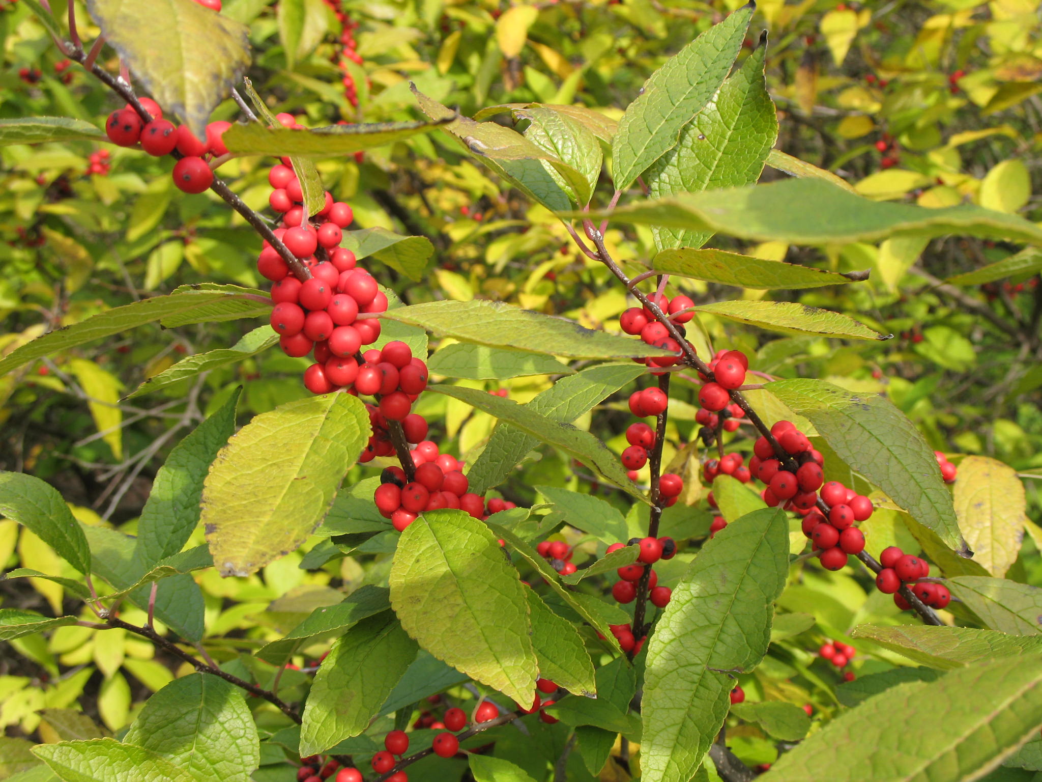 Ilex verticillata 'Red Sprite' / Winter Red Winterberry