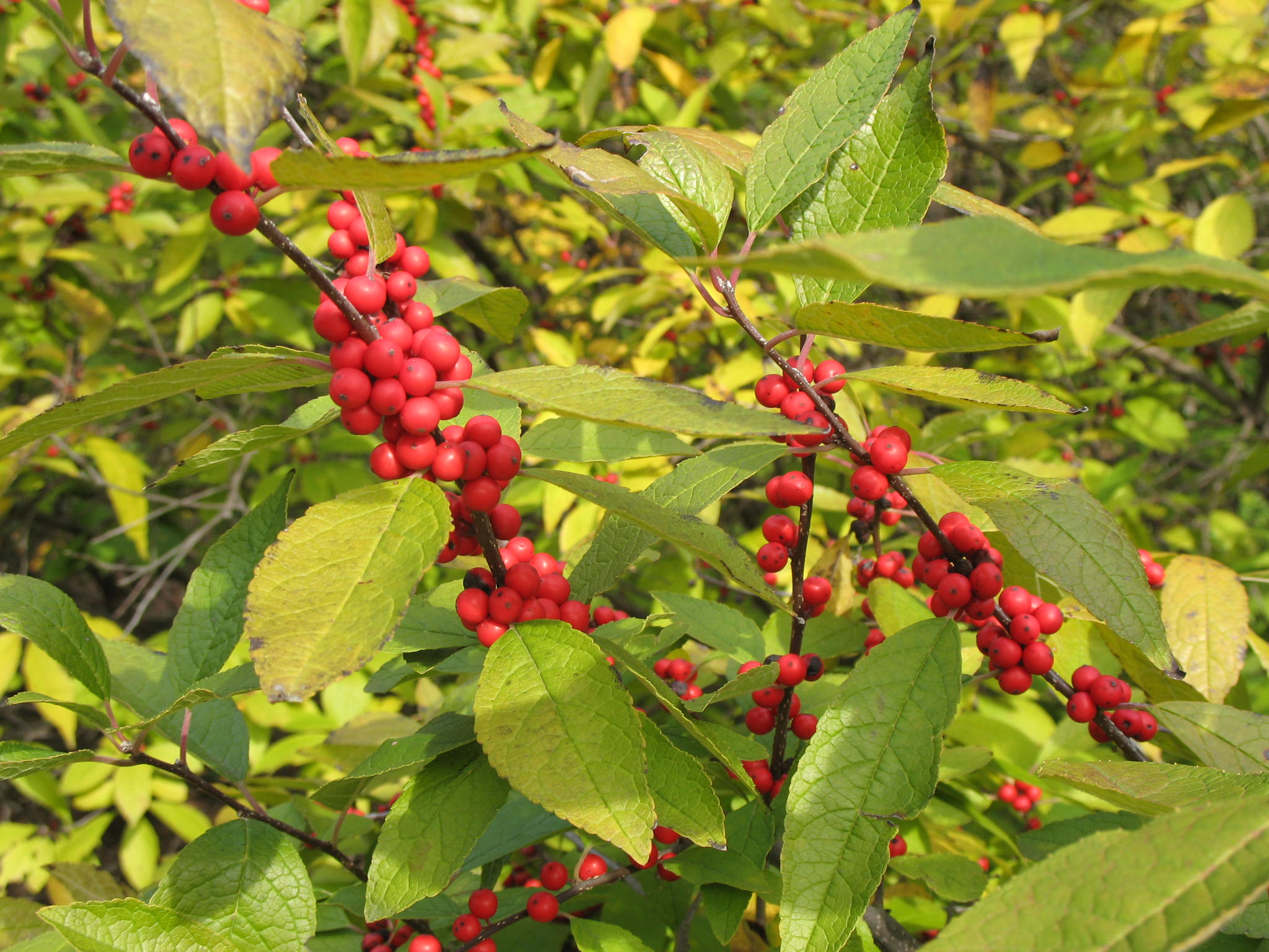 Ilex verticillata 'Red Sprite' / Ilex verticillata 'Red Sprite'