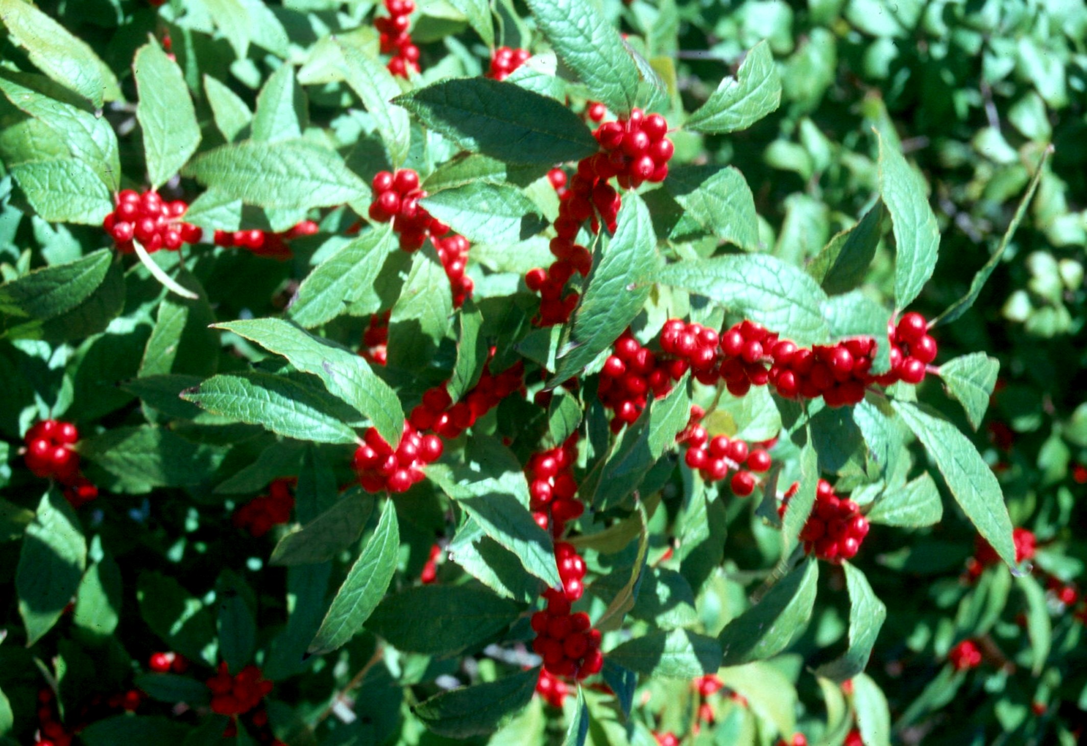 Ilex verticillata / Ilex verticillata