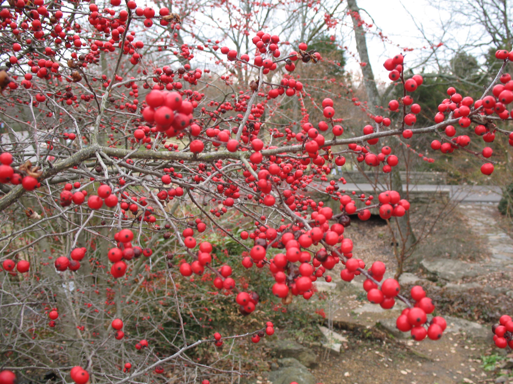 Ilex verticillata 'Bonfire'   / Ilex verticillata 'Bonfire'  