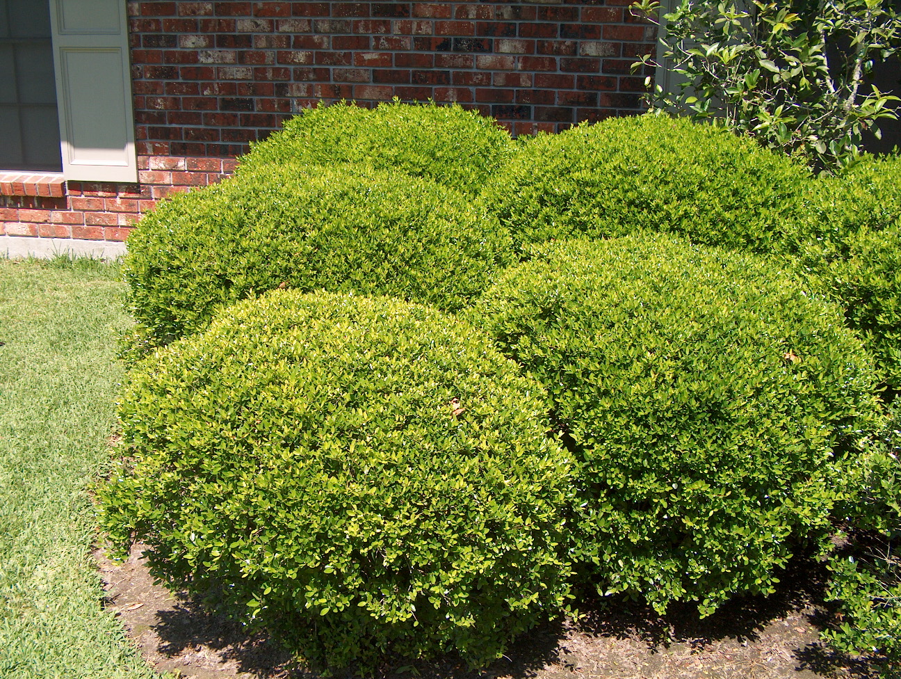 Ilex vomitoria 'Nana'   / Ilex vomitoria 'Nana'  