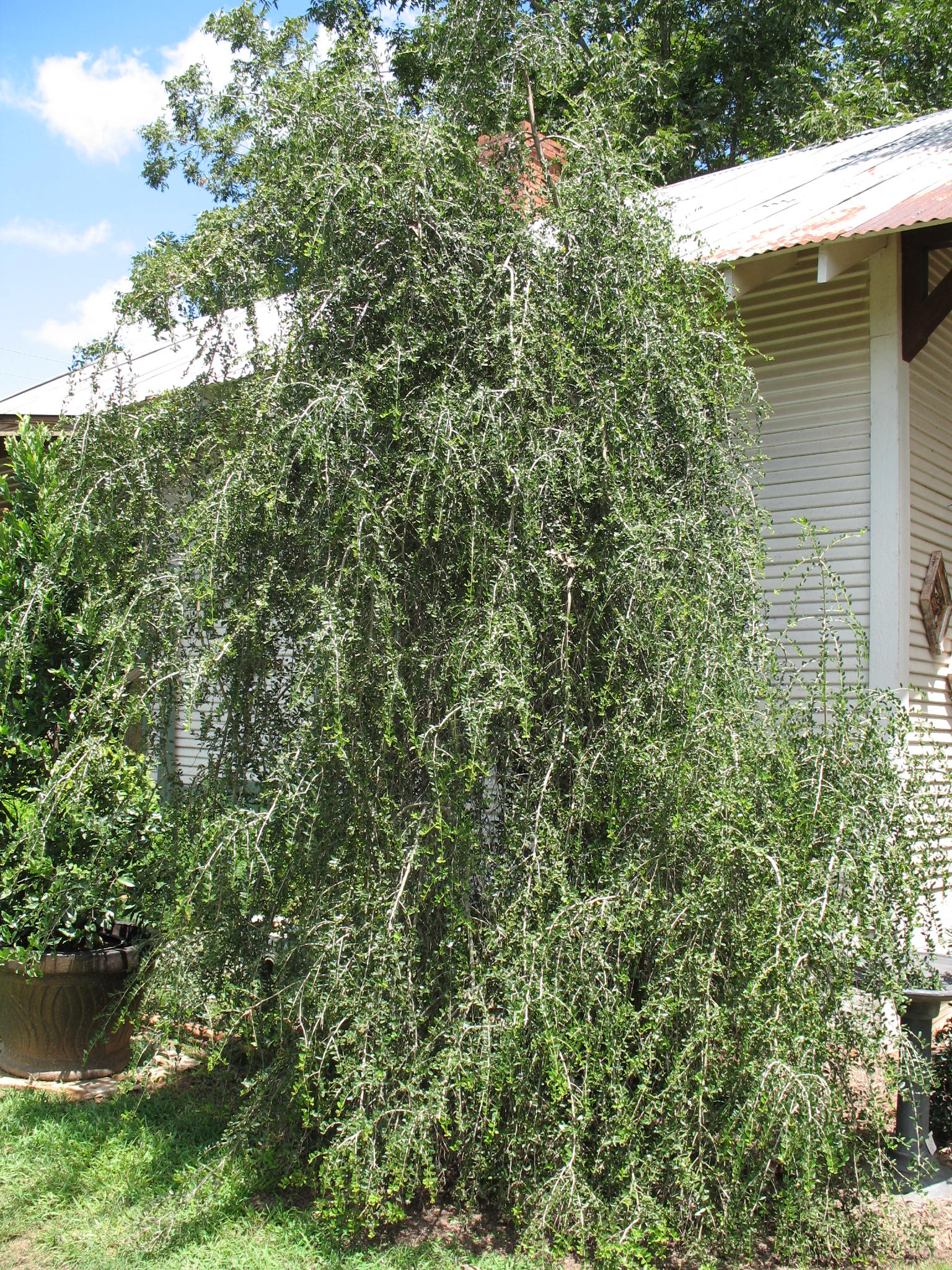 Ilex vomitoria 'Pendula'    / Weeping Yaupon