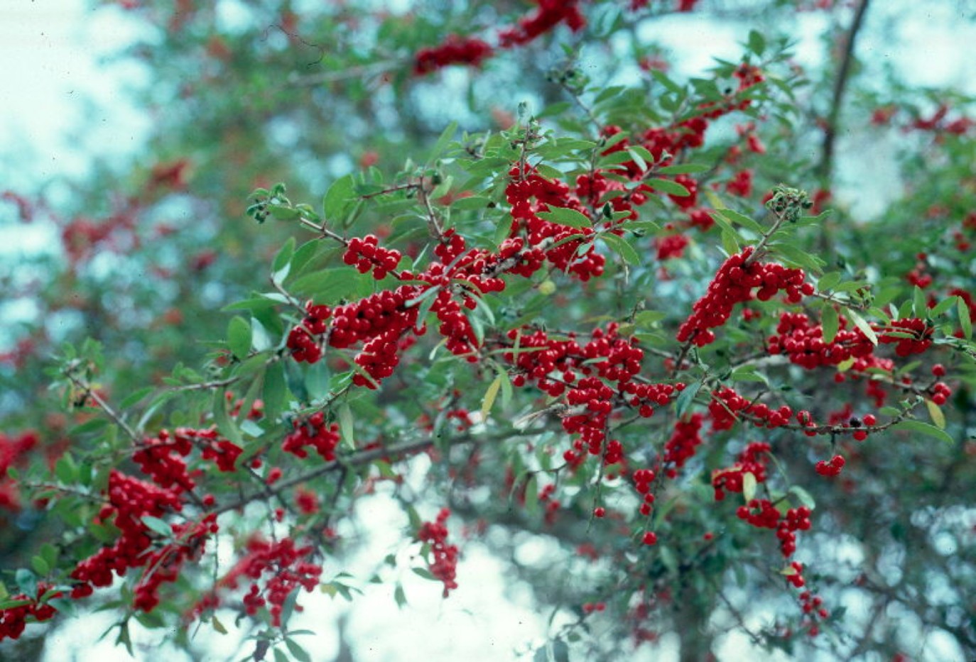 Ilex vomitoria / Yaupon