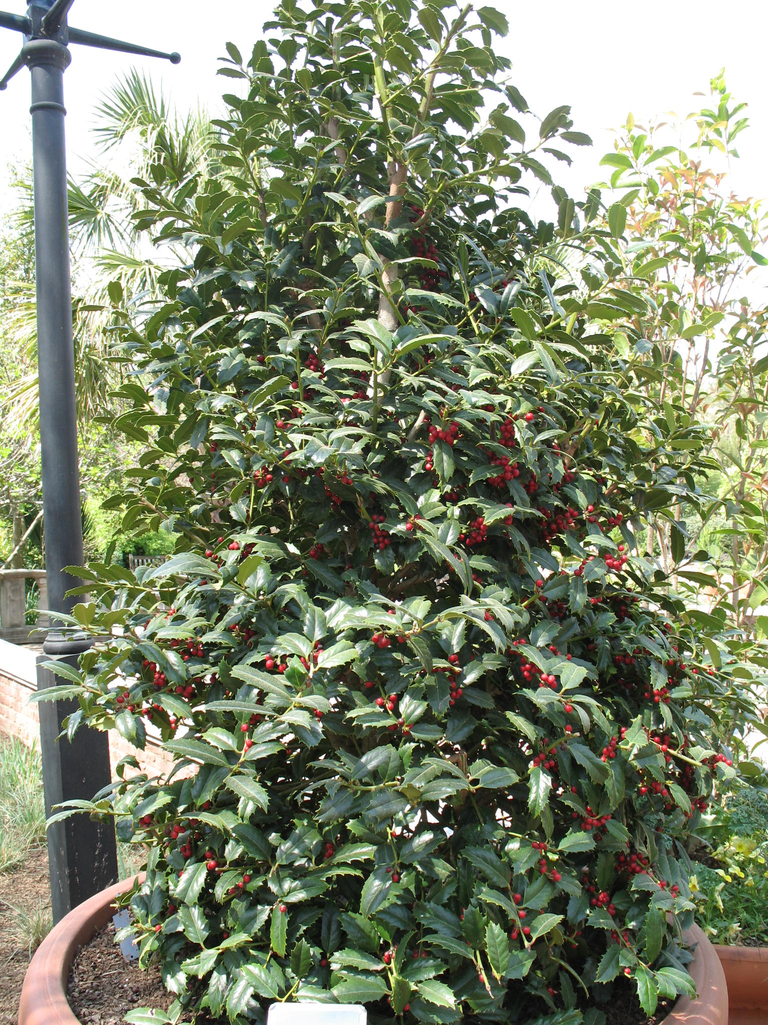 Ilex x 'Cardinal'   / Ilex x 'Cardinal'  