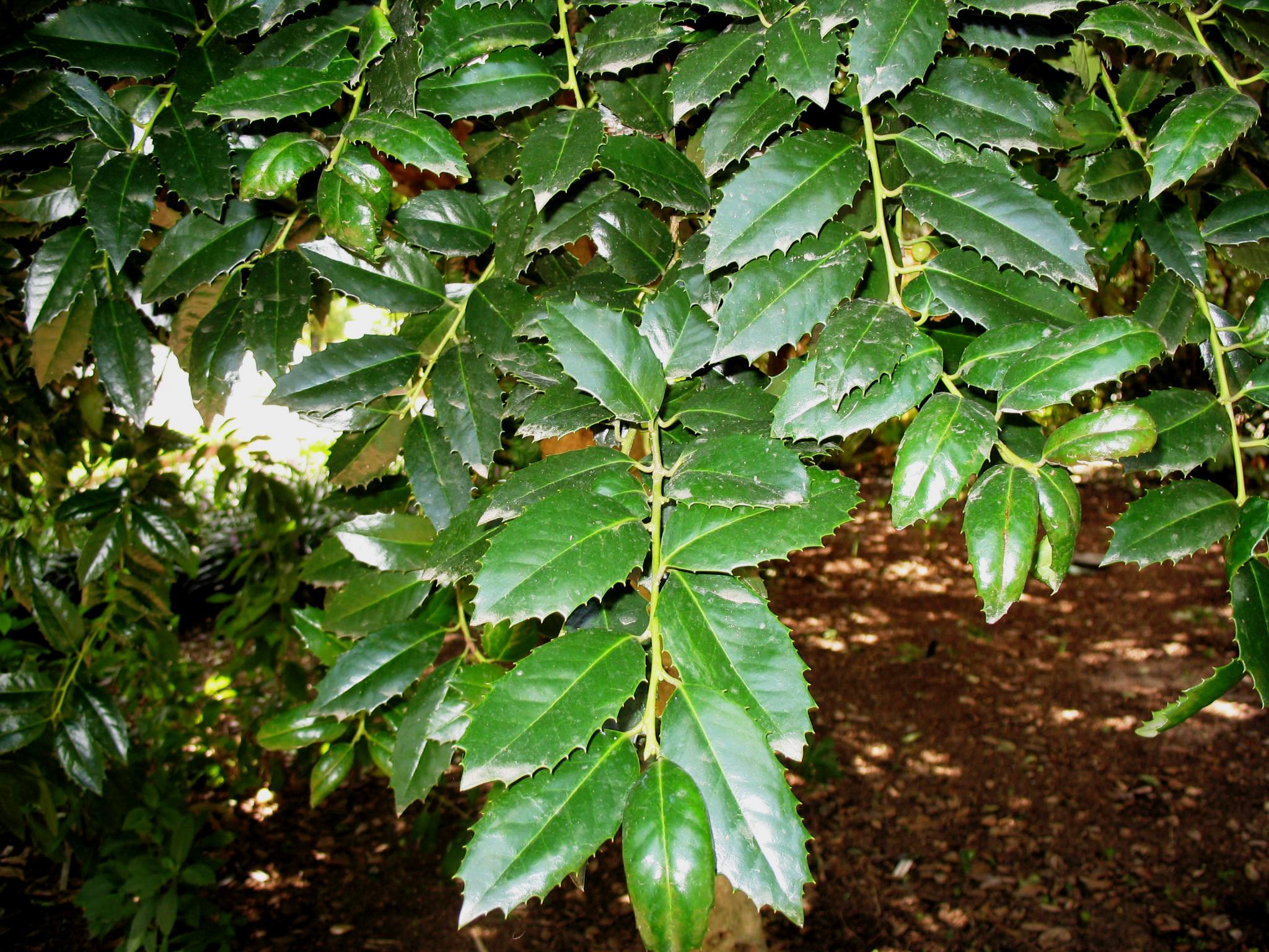 Ilex x 'Mary Nell'  / Mary Nell Holly