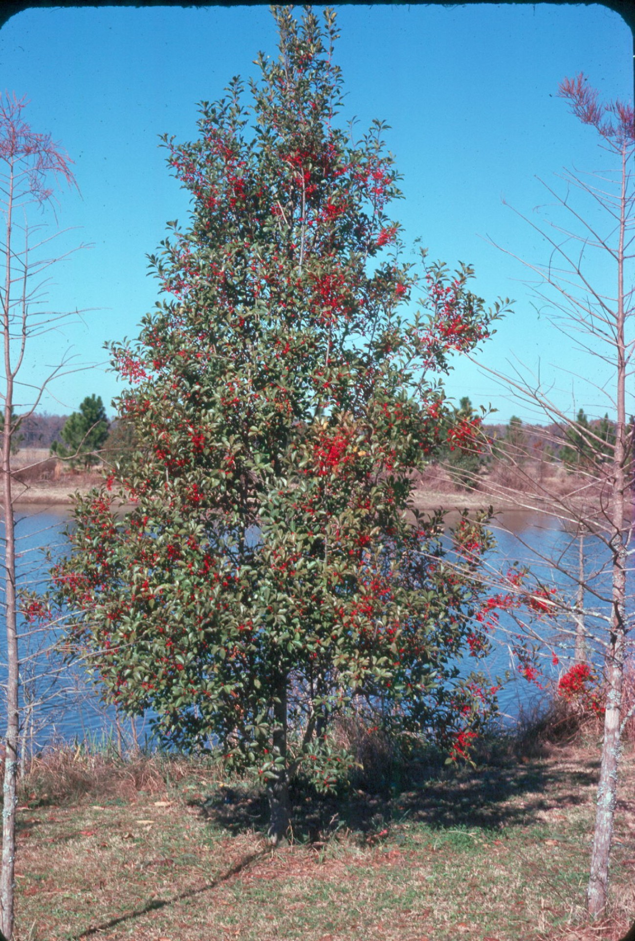 Ilex x attenuata 'East Palatka'   / Ilex x attenuata 'East Palatka'  