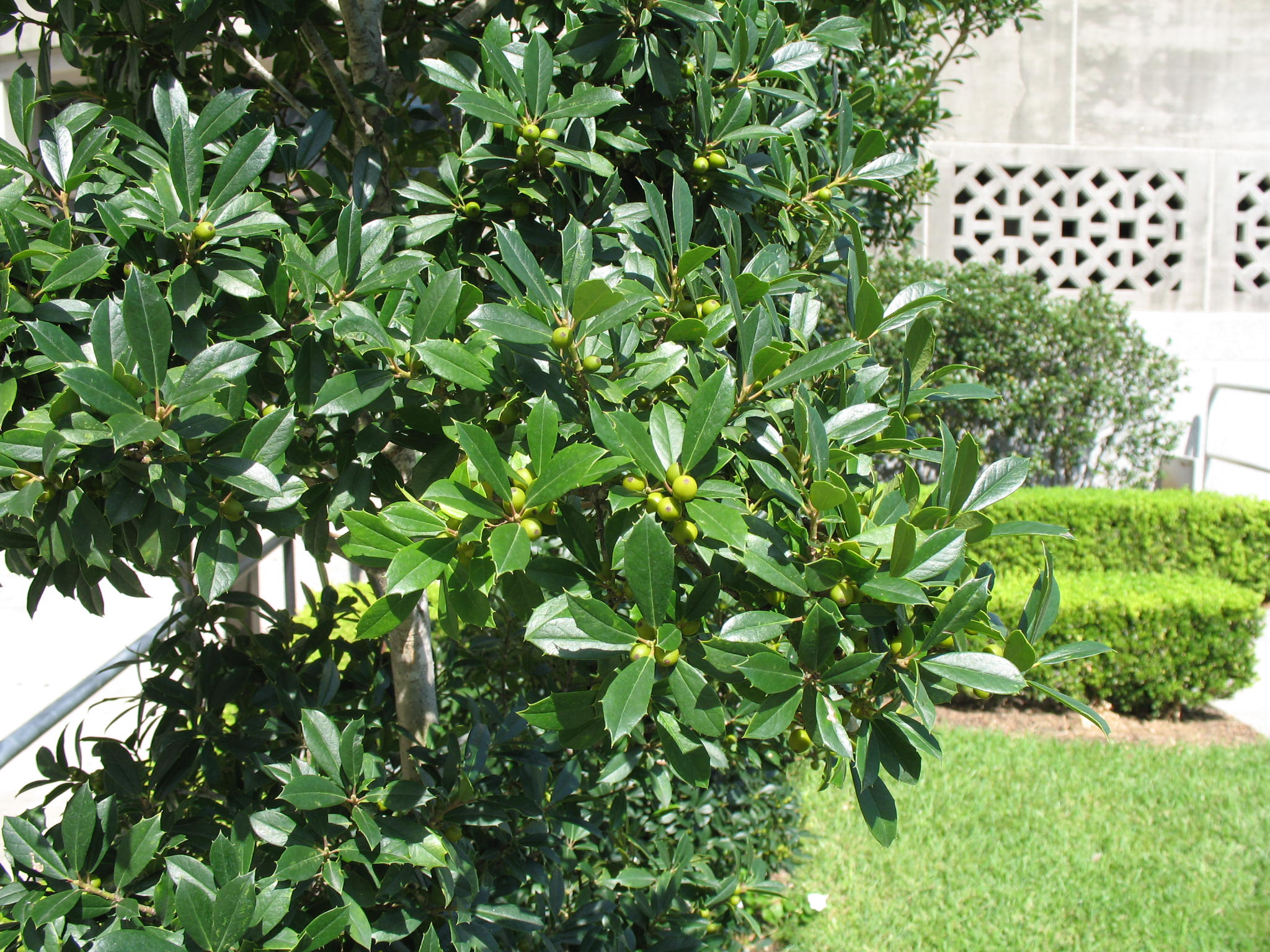 Ilex x attenuata 'Fosteri'   / Ilex x attenuata 'Fosteri'  