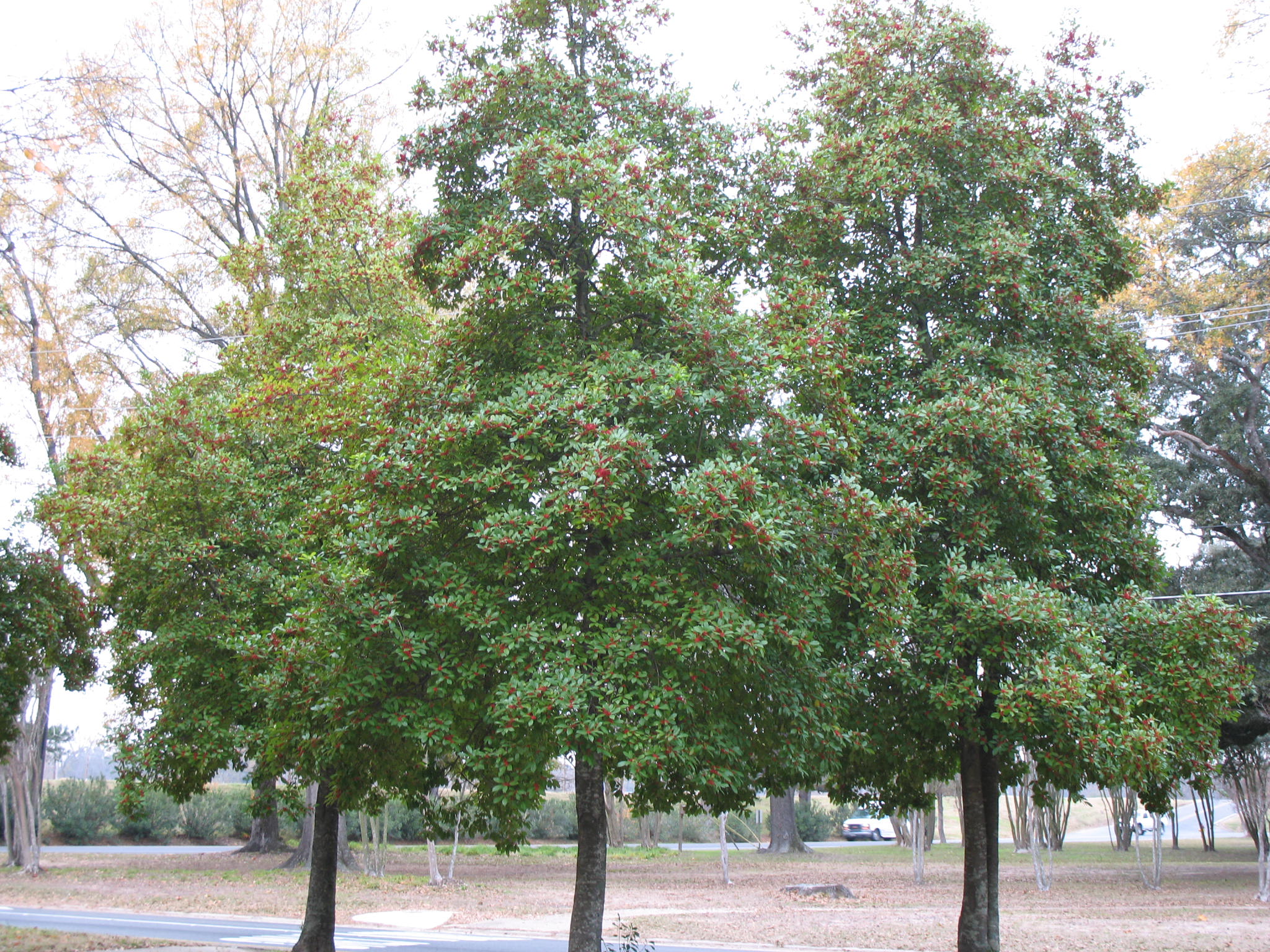 Ilex x attenuata 'Savannah'   / Savannah Holly