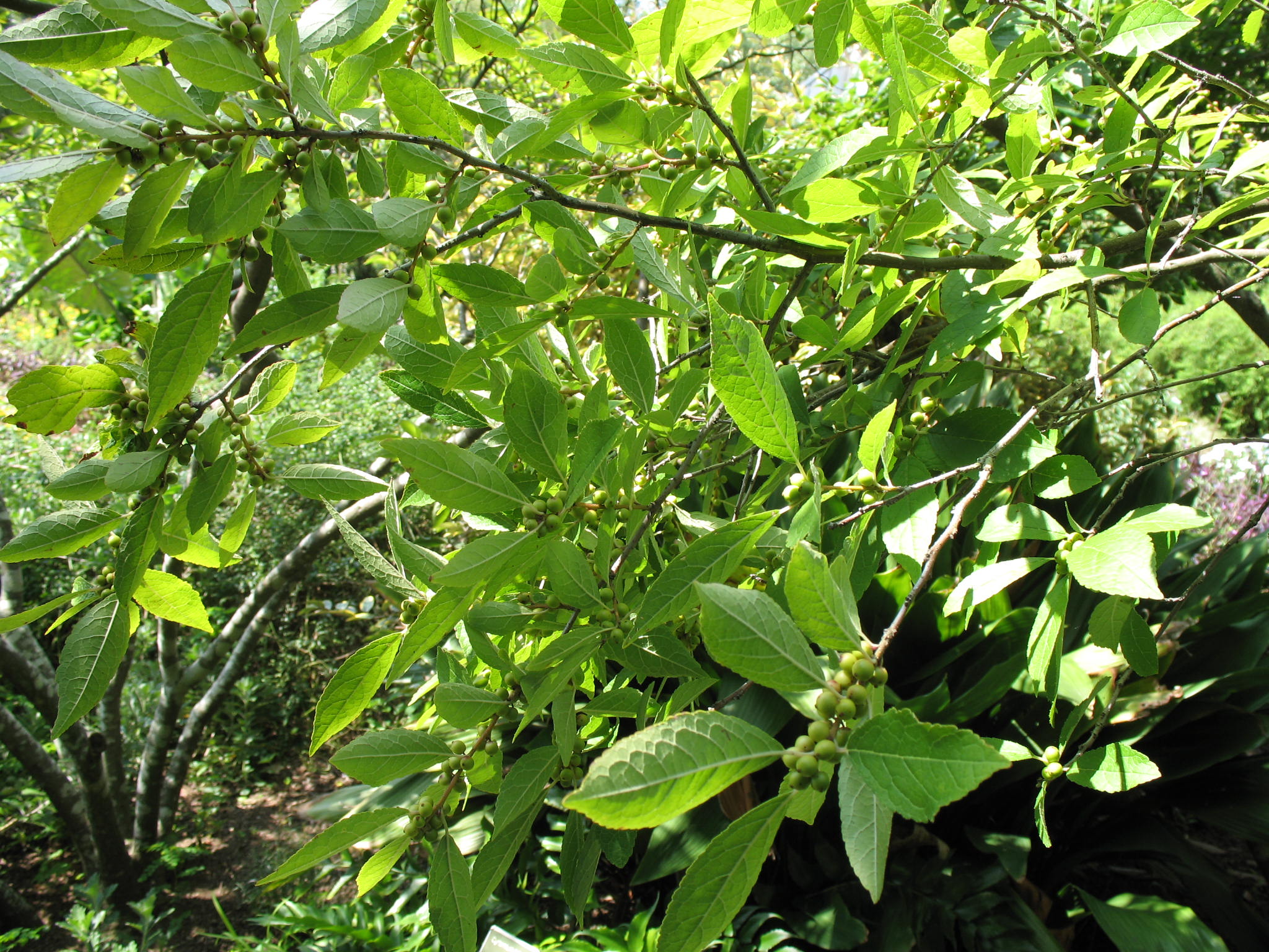 Ilex x carolina 'Cardinal'  / Carolina Winterberry