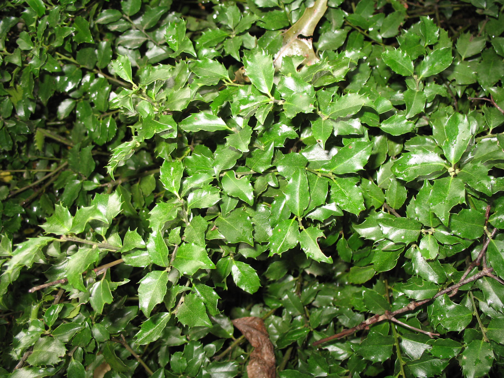 Ilex x meserveae 'Blue Princess'   / Blue Princess Meserve Holly