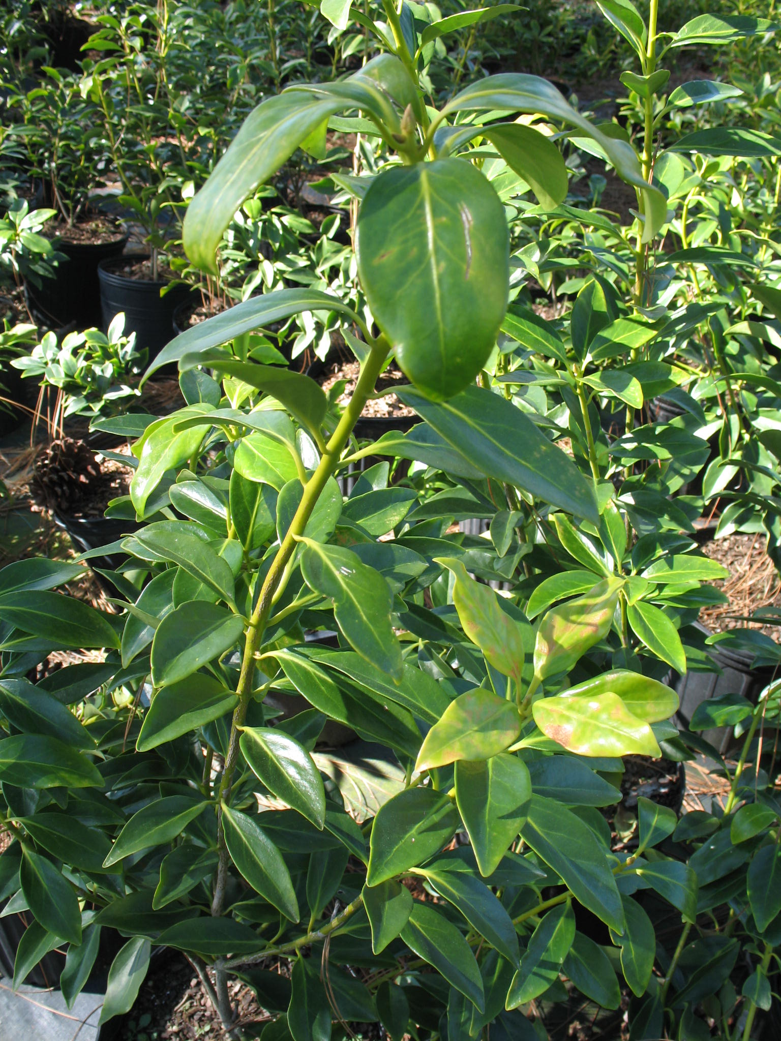 Illicium anisatum  / Japanese Anise Tree