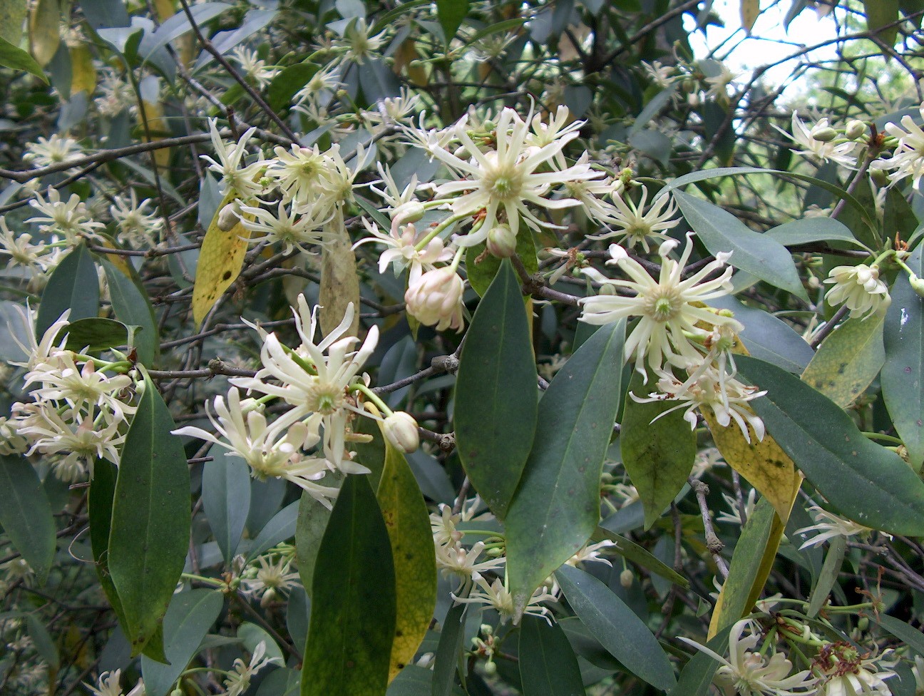 Illicium floridanum 'Alba'   / White Florida Starbush