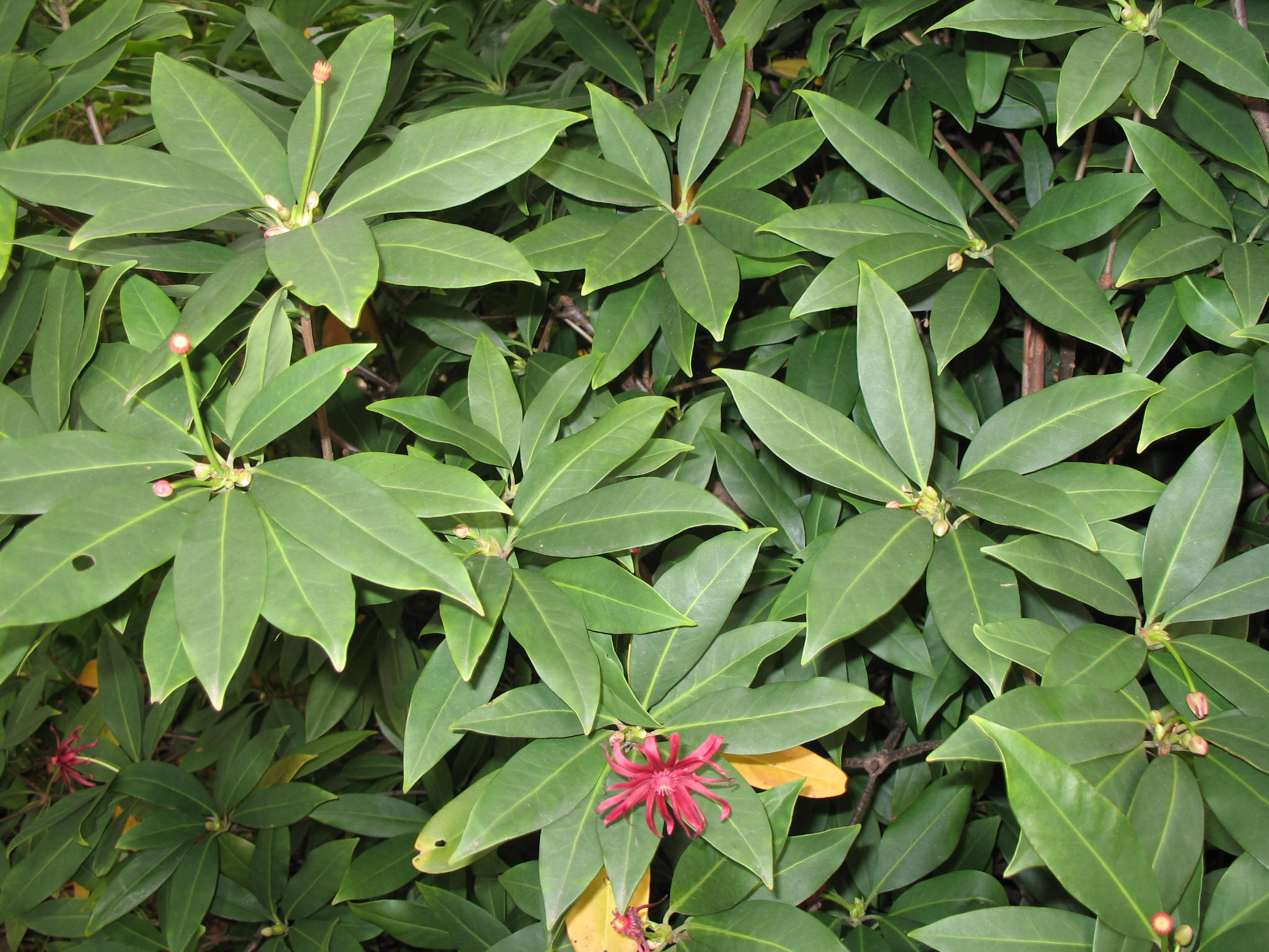 Illicium floridanum / Illicium floridanum