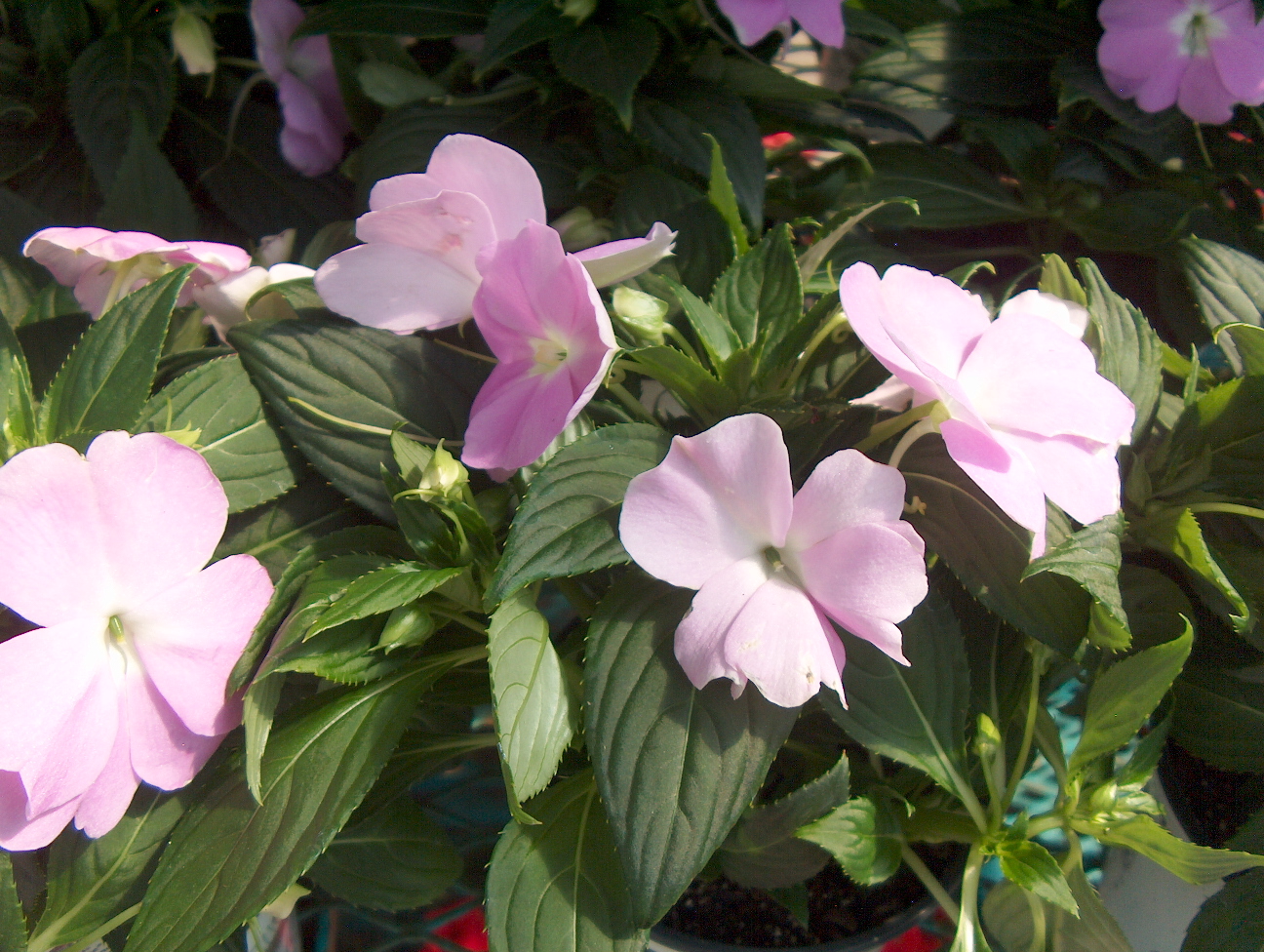 Impatiens 'New Guinea'  / New Guinea Impatiens