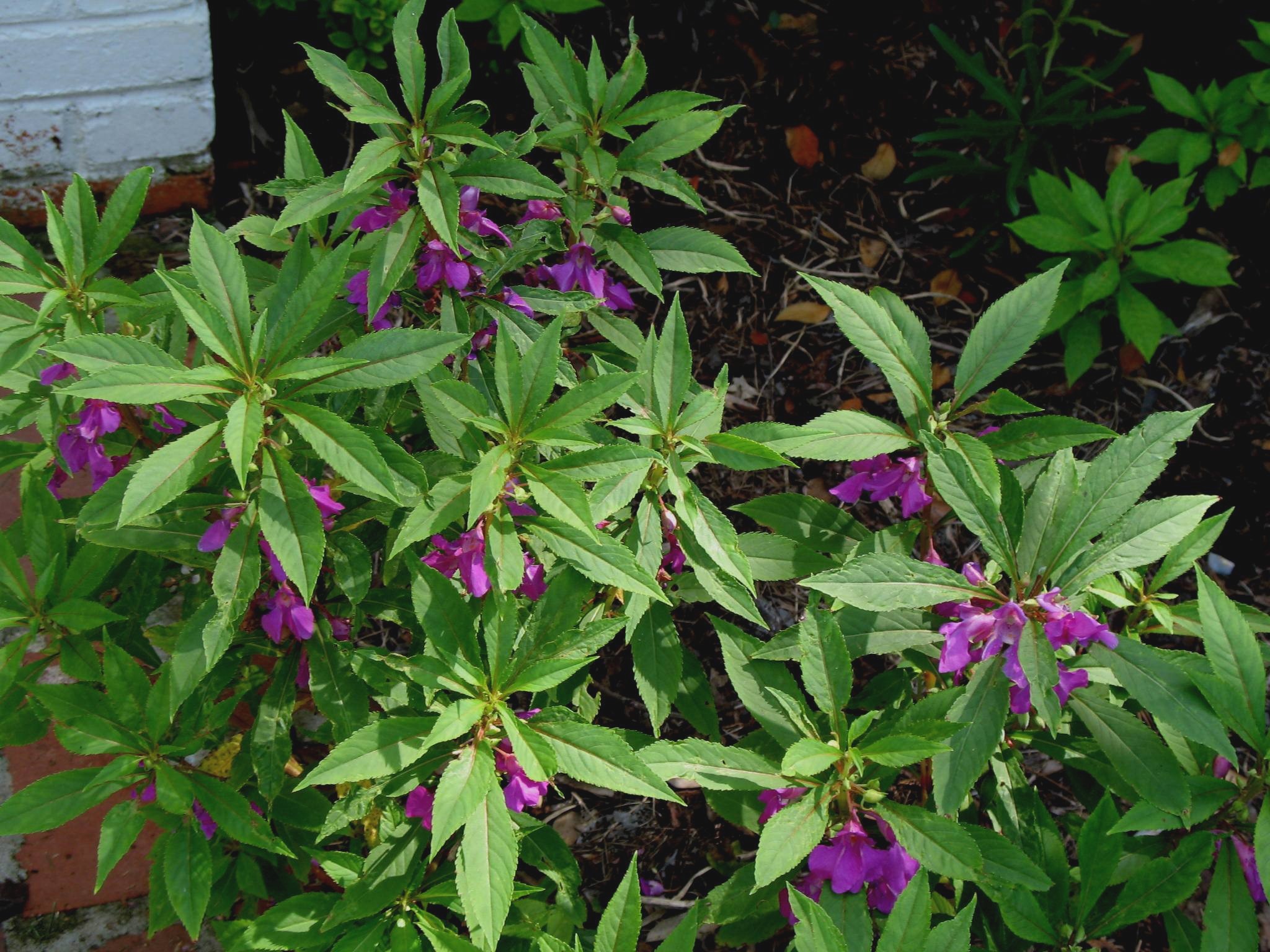 Impatiens balsamina  / Impatiens balsamina 