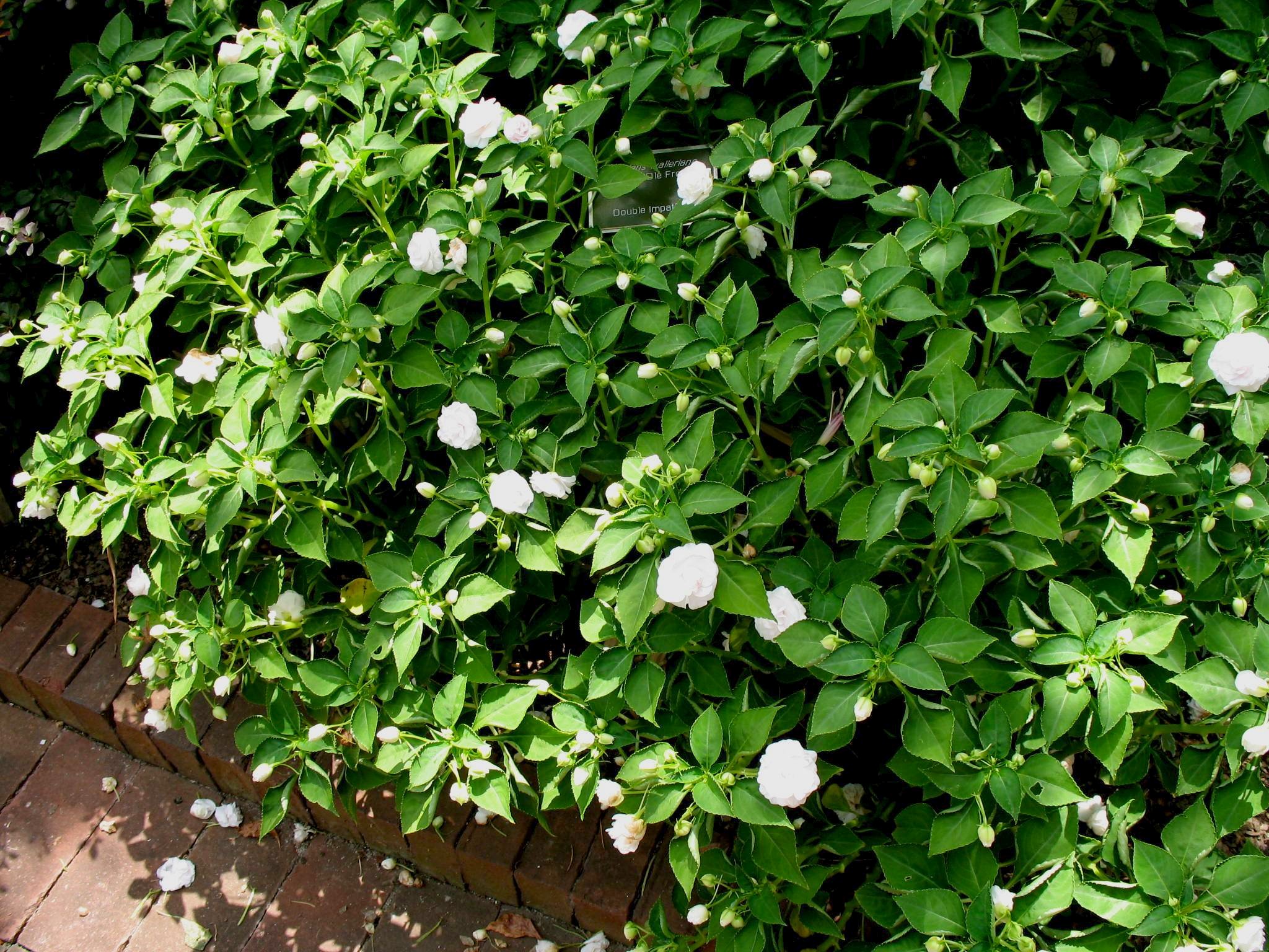 Impatiens Fiesta 'Ole Forest'   / Impatiens Fiesta 'Ole Forest'  