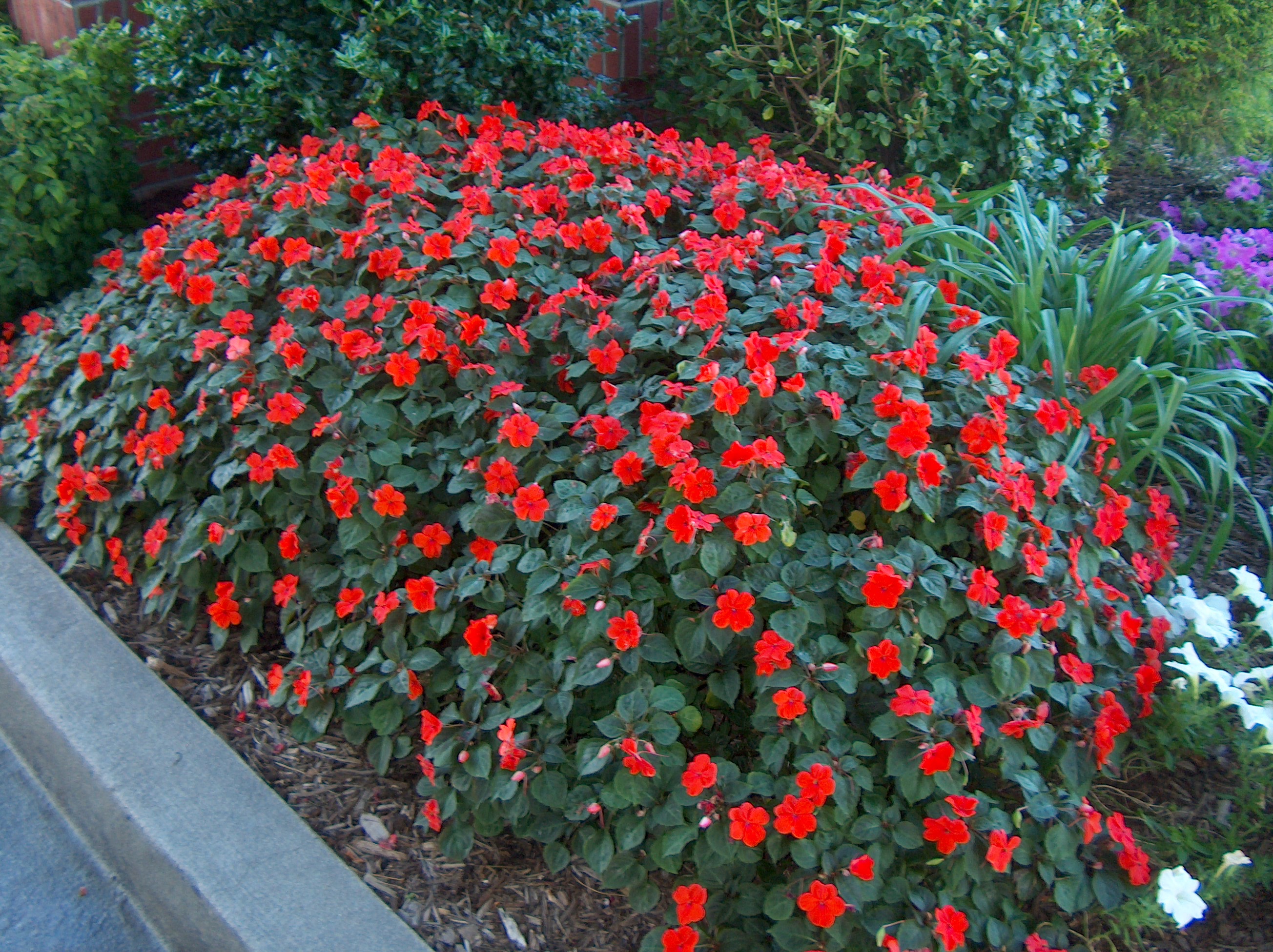 Impatiens walleriana / Impatiens walleriana