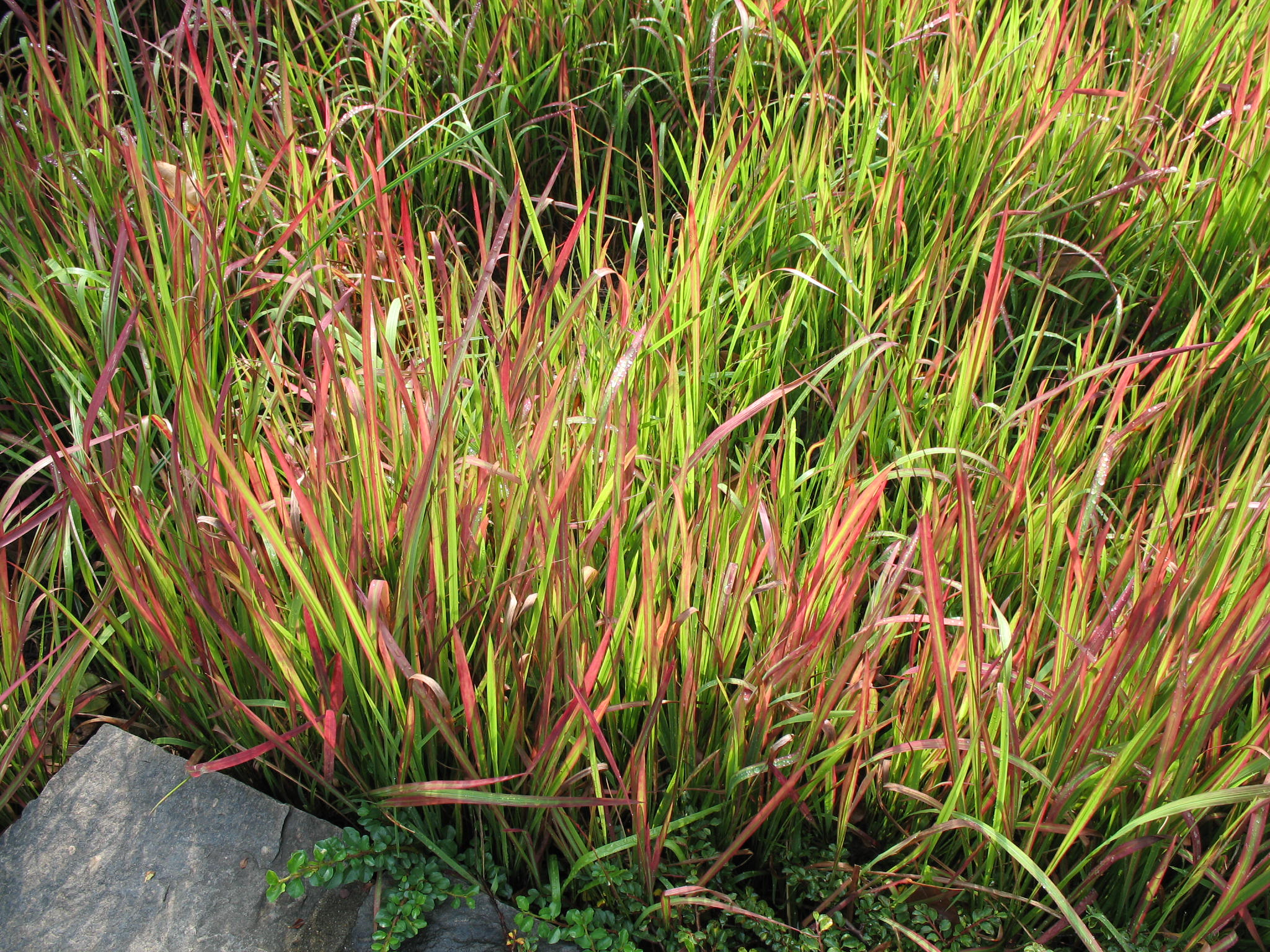 Imperata cylindrica 'Red Baron'  / Imperata cylindrica 'Red Baron' 