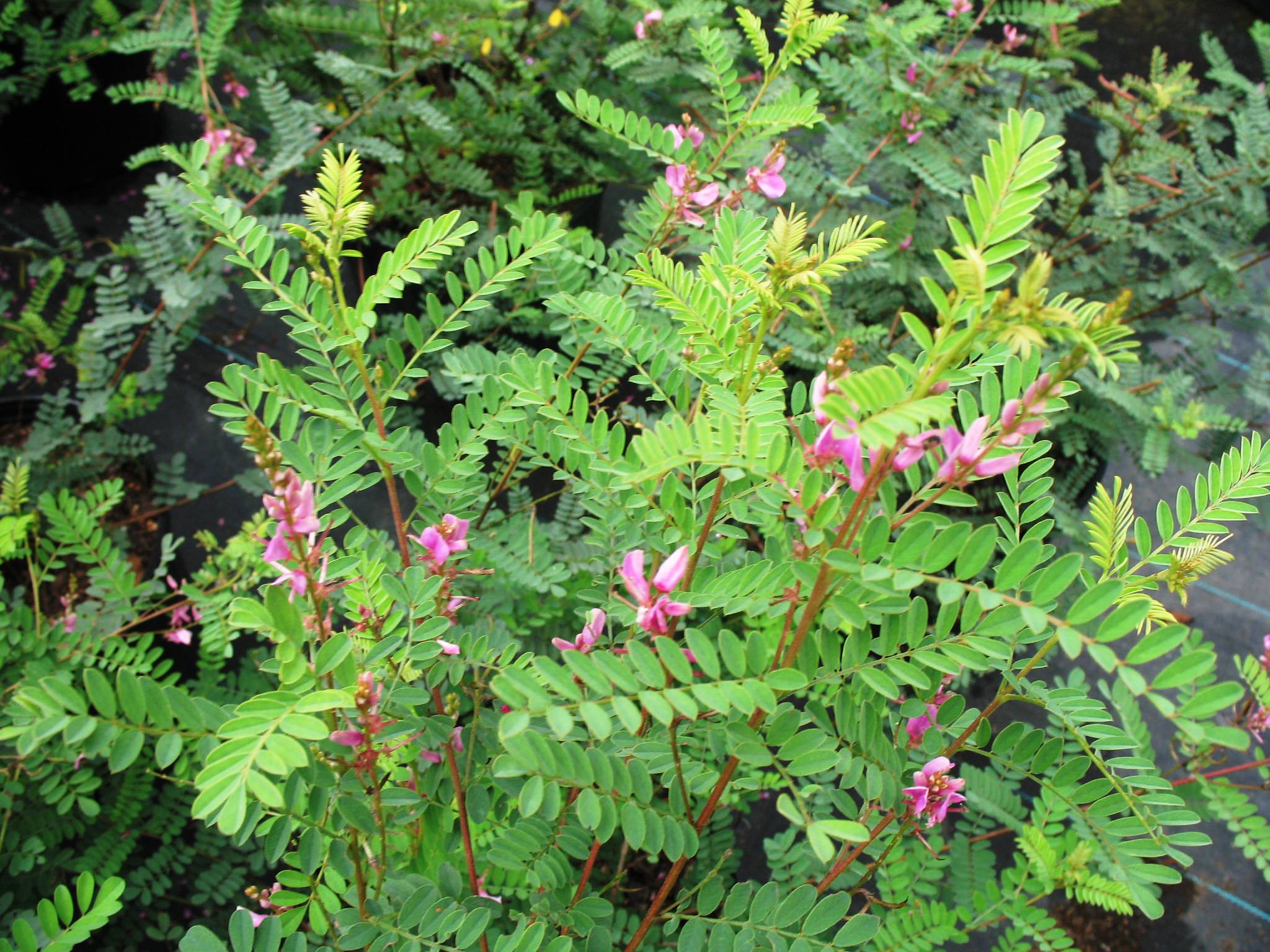 Indigofera gerardiana  / Indigofera gerardiana 