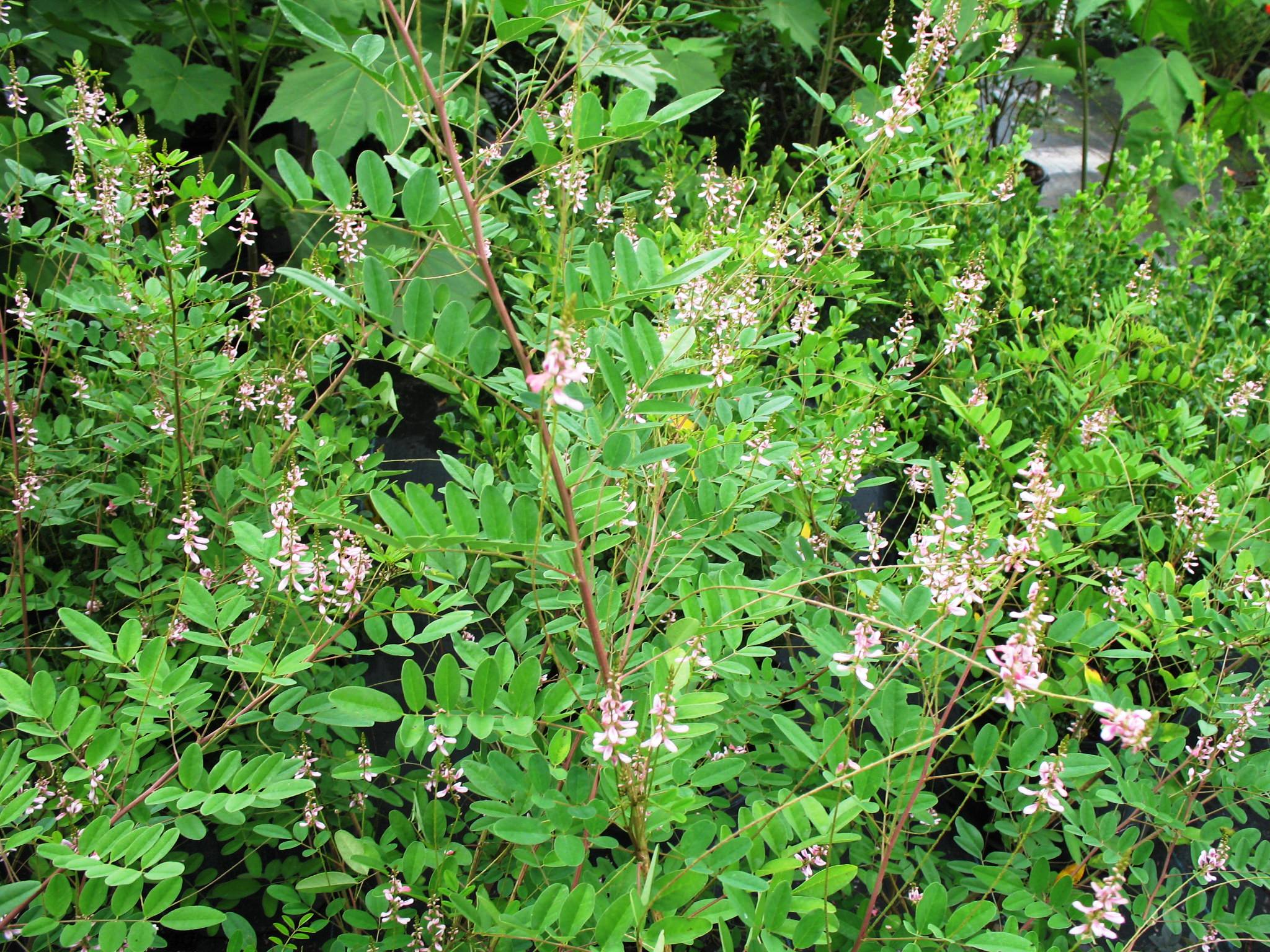 Indigofera kirilowii 'Amblyantha'   / Indigofera kirilowii 'Amblyantha'  