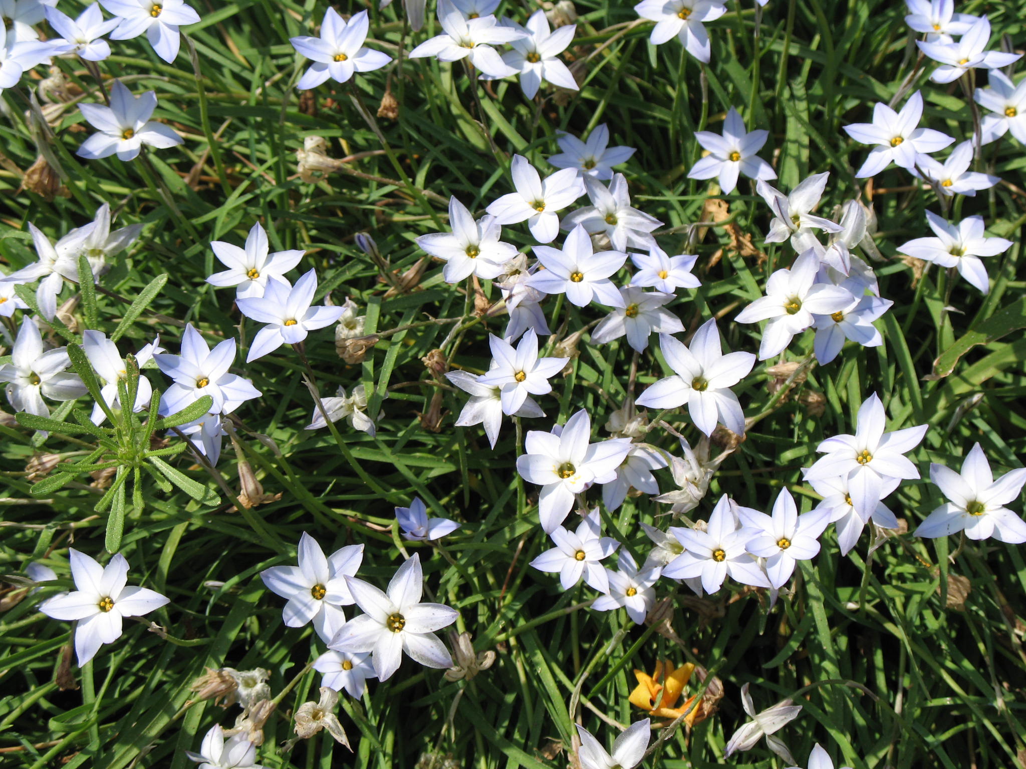 Ipheion uniflorum 'Wisley Blue'   / Ipheion uniflorum 'Wisley Blue'  