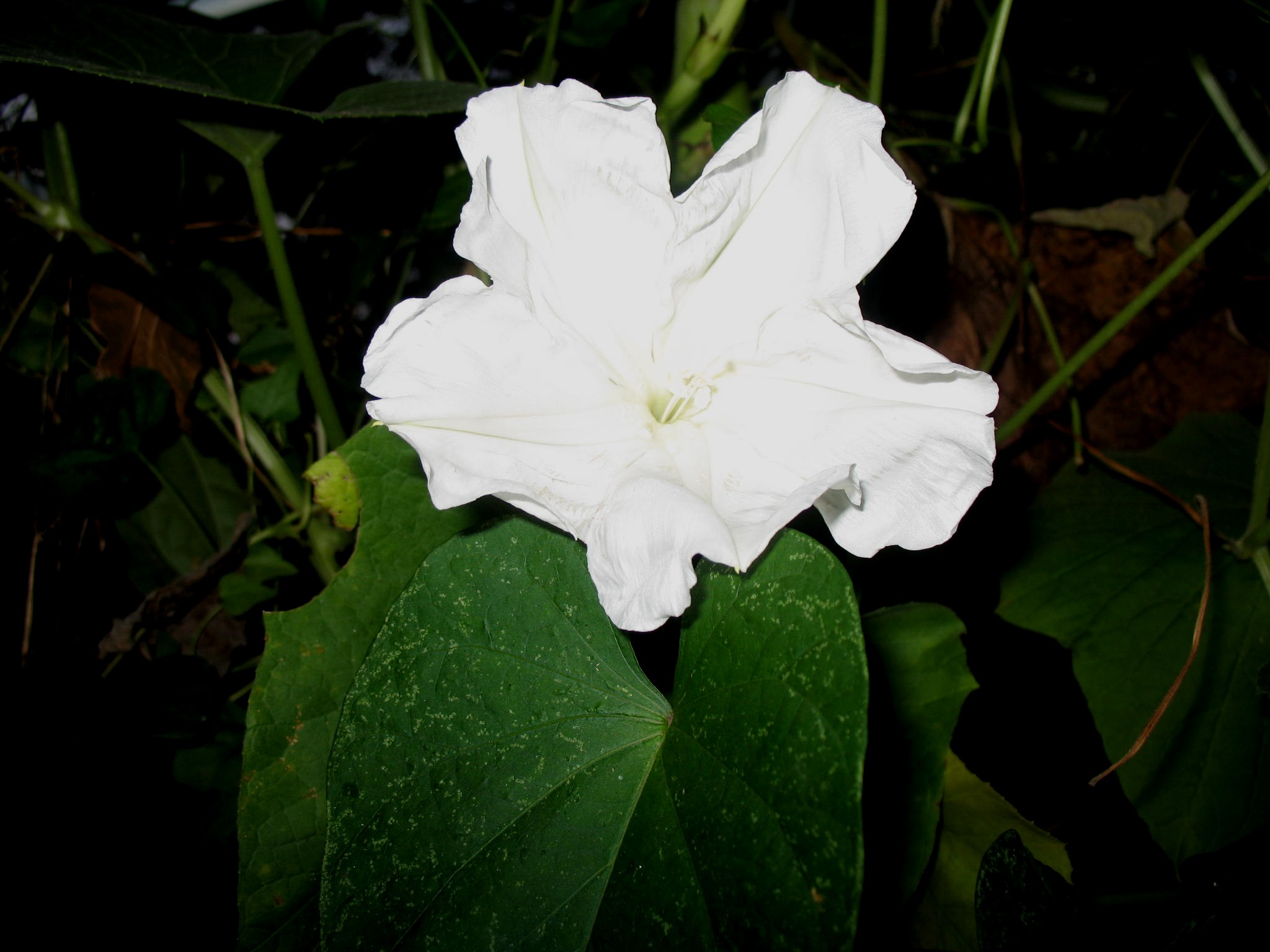 Ipomoea alba  / Moonflower Vine