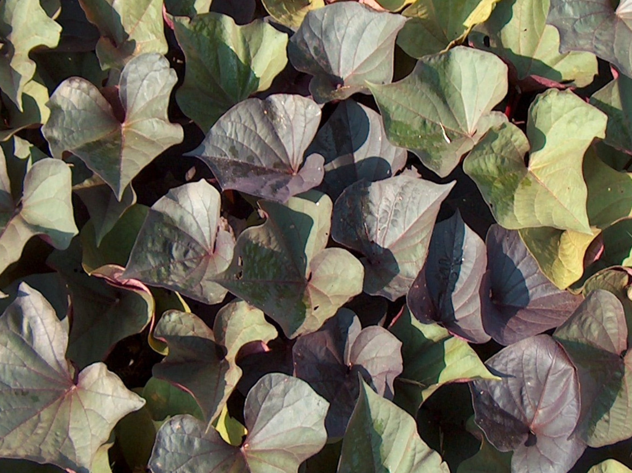 Ipomoea batatas 'Black Beauty' / Ipomoea batatas 'Black Beauty'