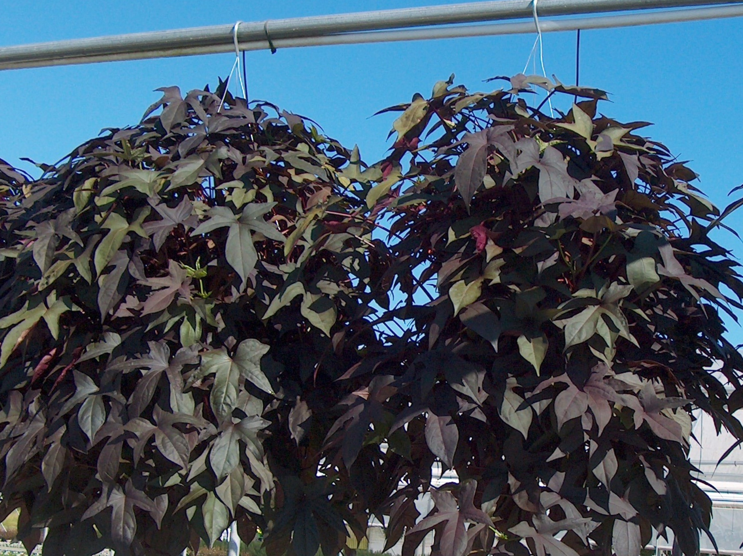 Ipomoea batatas 'Blackie'   / Blackie Sweet Potato Vine