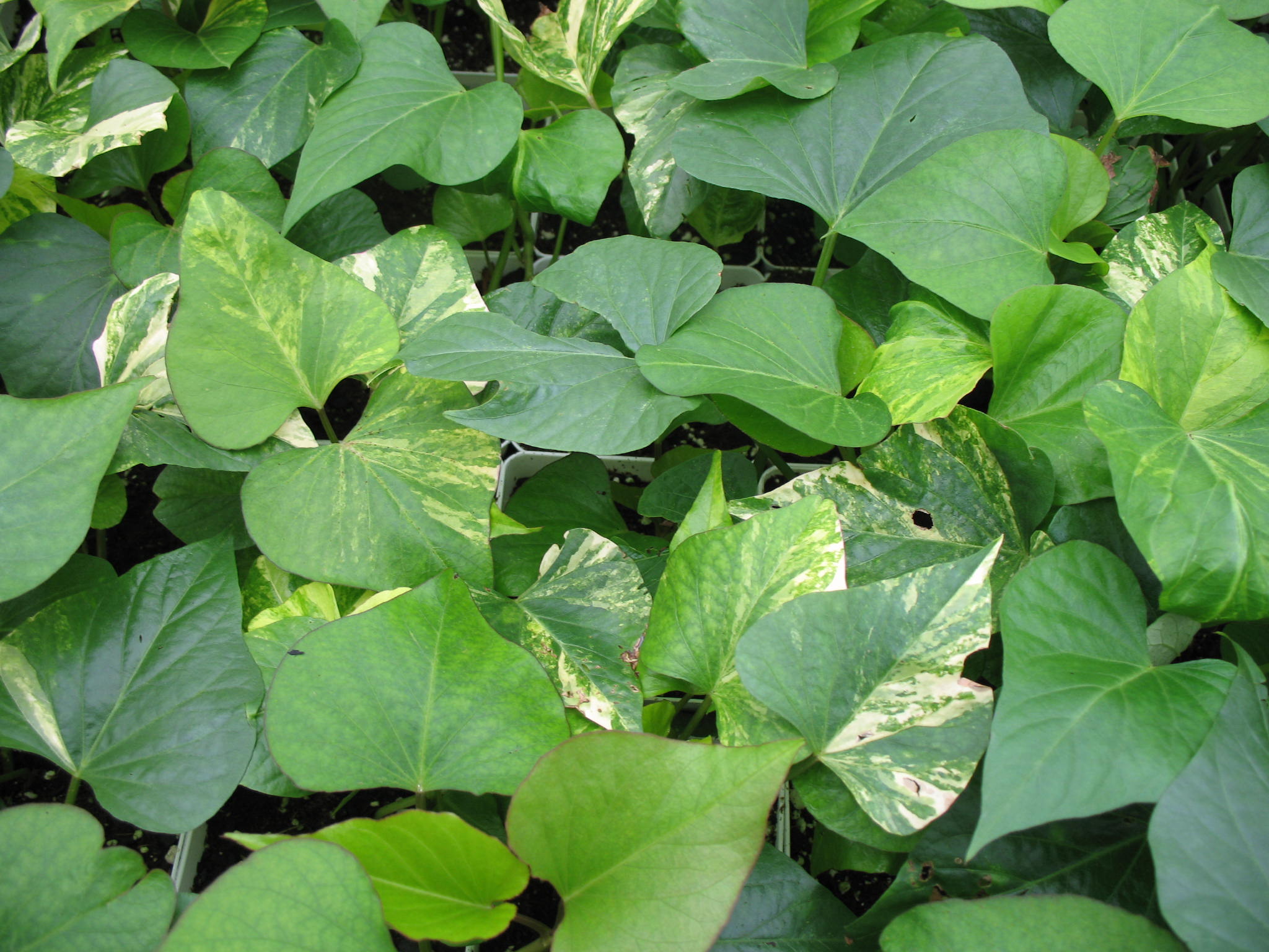 Ipomoea batatas 'Emerald Splash'   / Emerald Splash Sweet Potato Vine