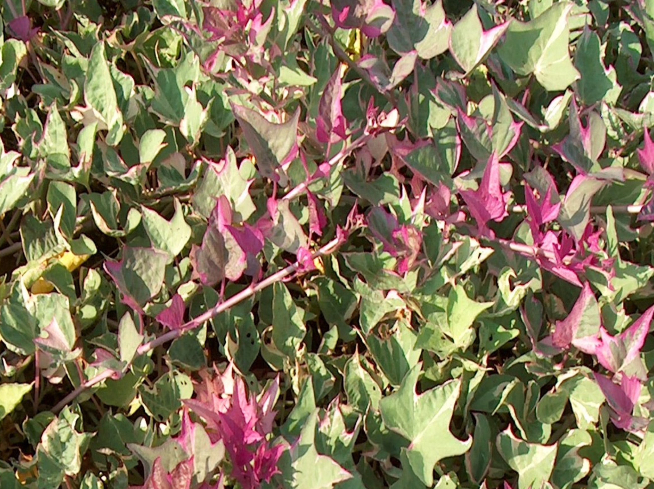 Ipomoea batatas 'First Frost'  / Ipomoea batatas 'First Frost' 