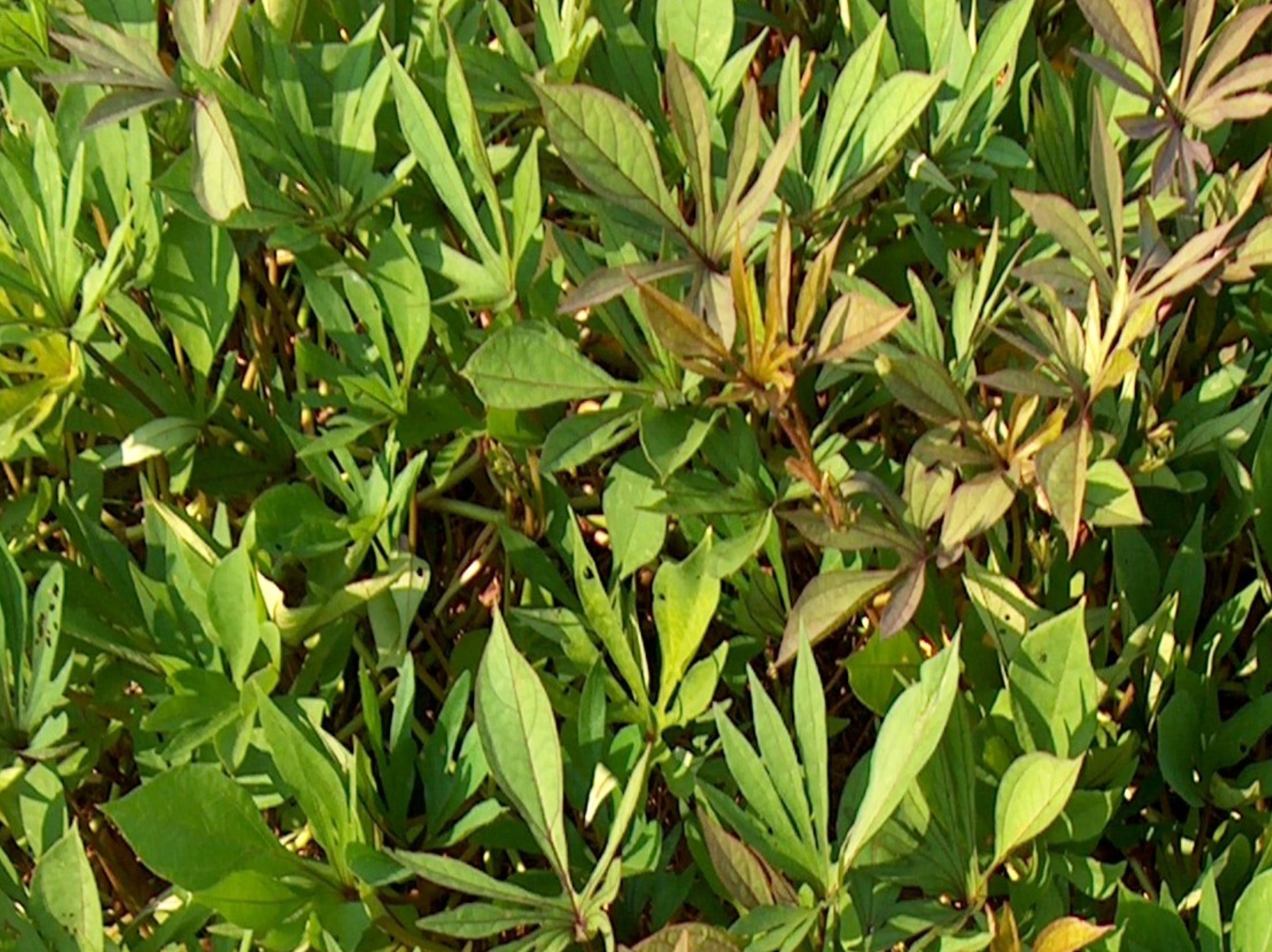 Ipomoea batatas 'Lady Finger'   / Ipomoea batatas 'Lady Finger'  