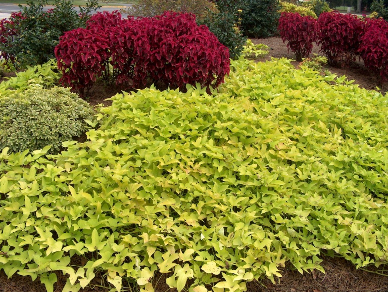 Ipomoea batatas 'Margaurite'   / Margaurite Sweet Potato Vine