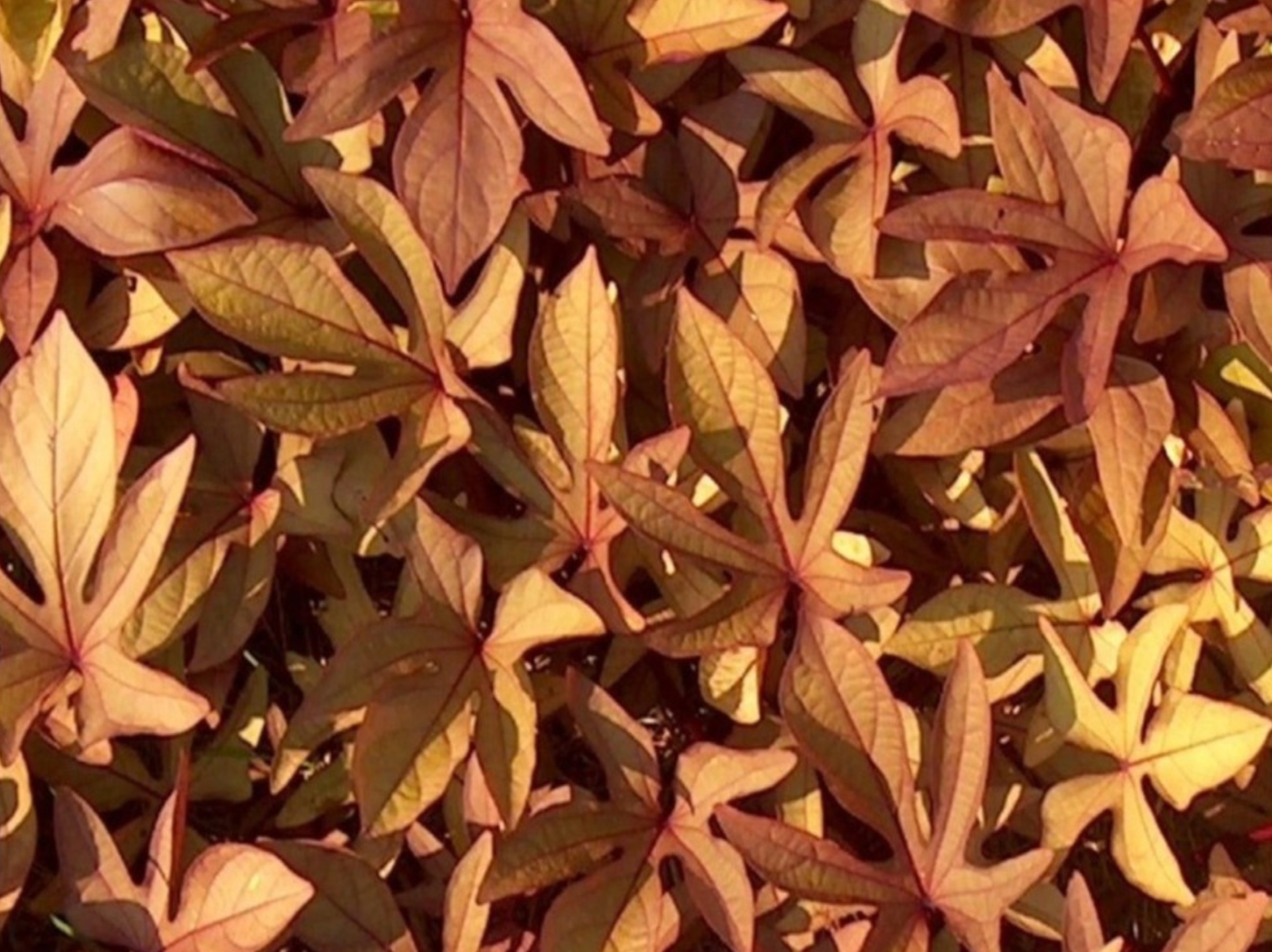 Ipomoea batatas 'Sweet Caroline Bronze'  / Sweet Caroline Bronze Sweet Potato Vine