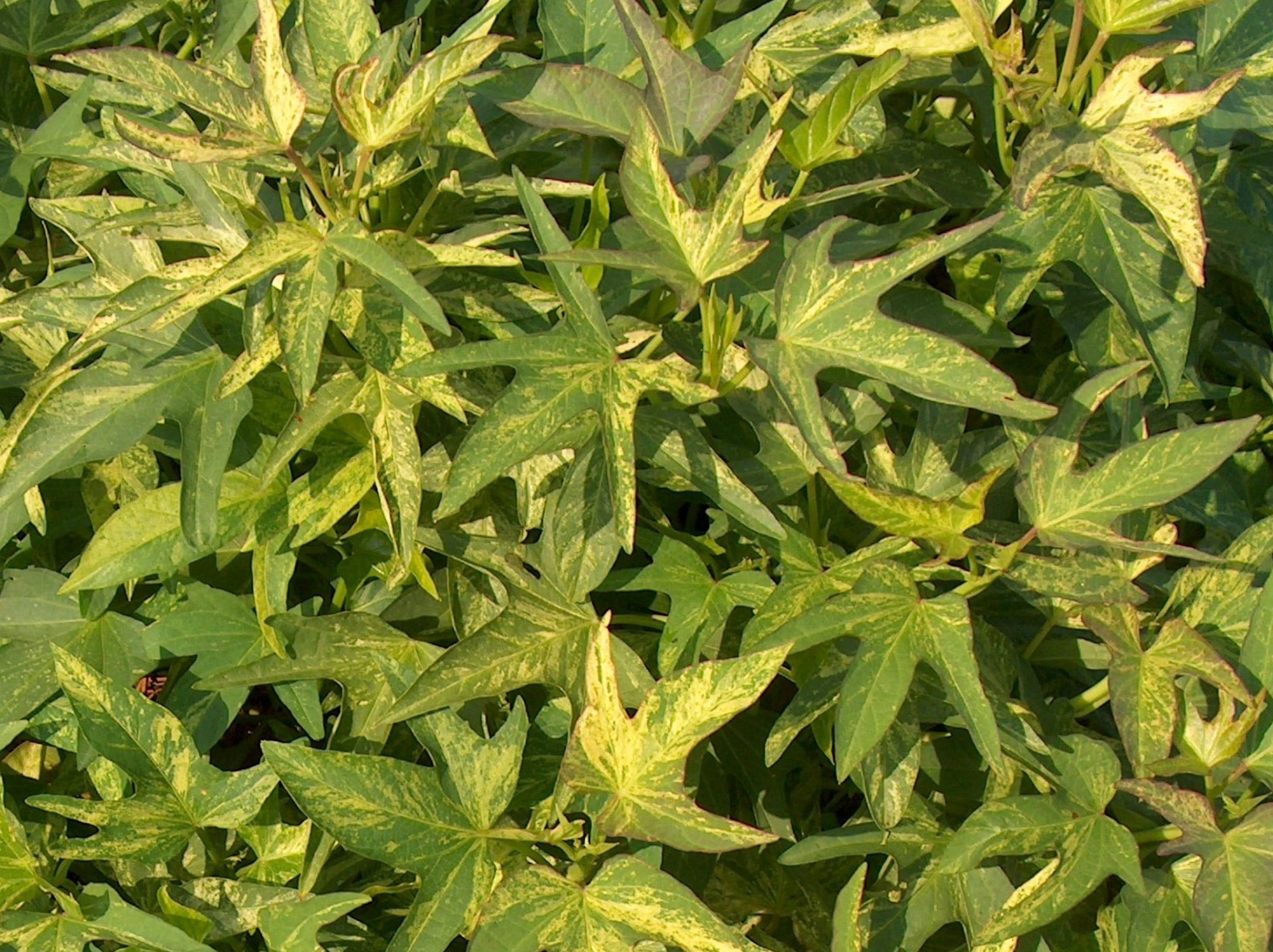 Ipomoea batatas 'Sweet Caroline Yellow and Green'  / Sweet Caroline Yellow and Green Sweet Potato Vine