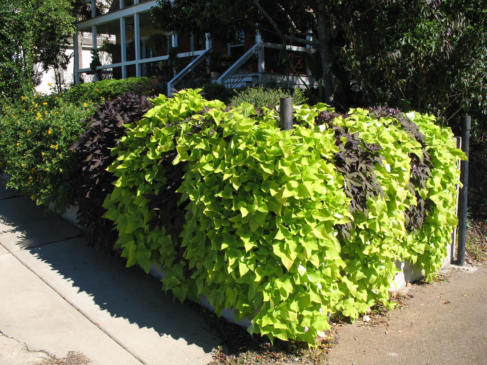 Ipomoea batatas / Sweet Potato Vines