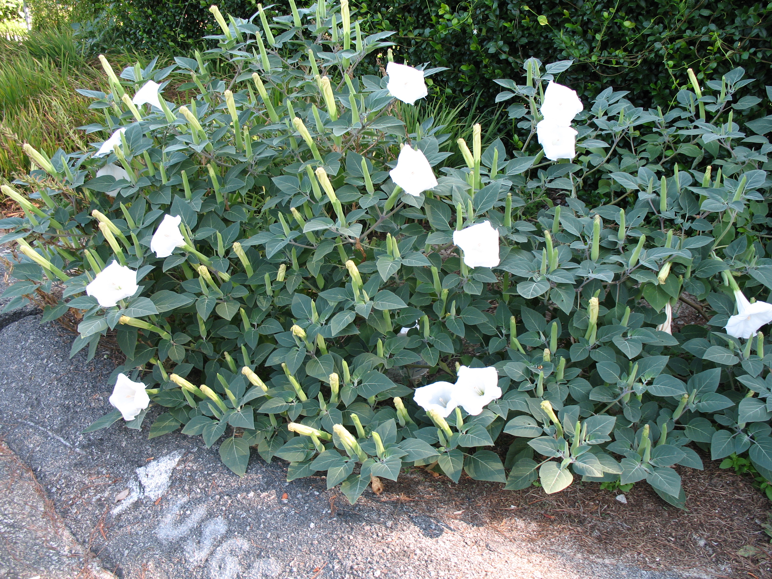 Ipomoea species / Railroad Vine