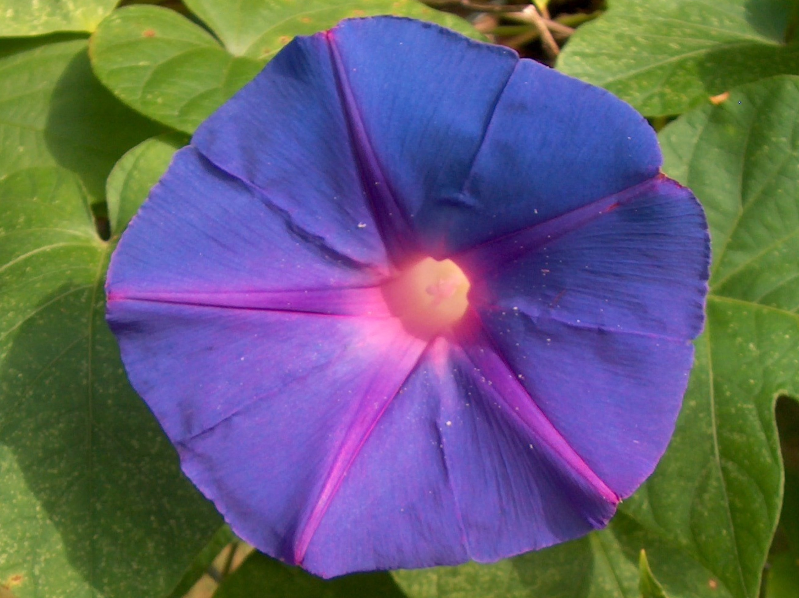 Ipomoea purpurea / Morning Glory