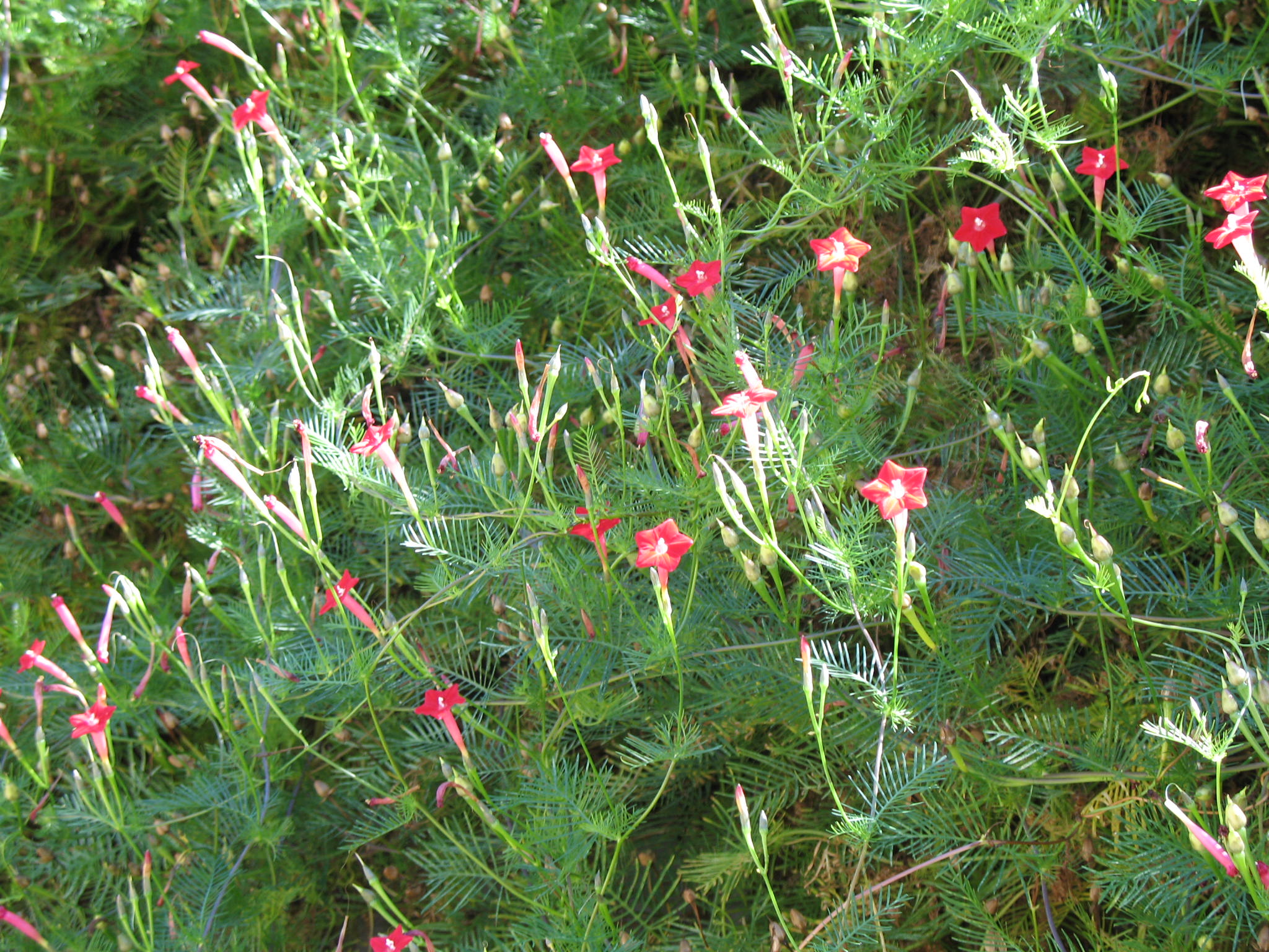 Ipomoea quamoclit / Cypress Vine