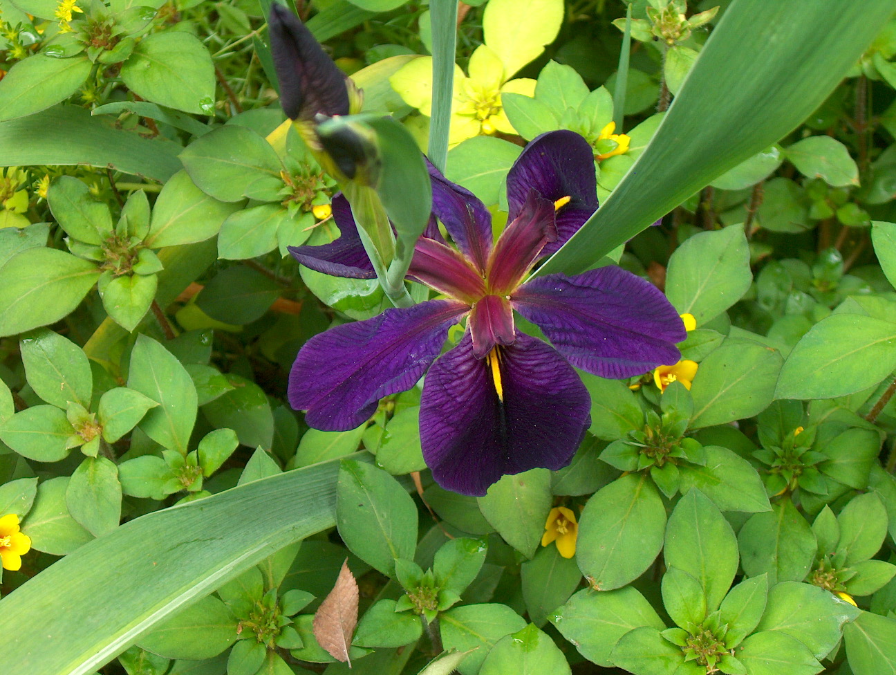 Iris 'Black Gamecock' / Black Gamecock Iris