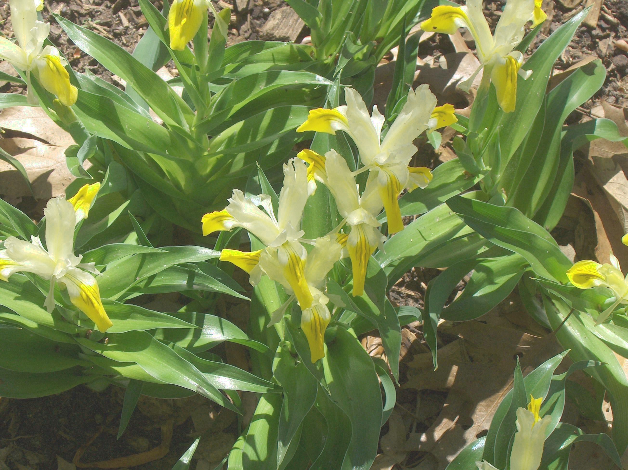 Iris bucharica  / Iris bucharica 