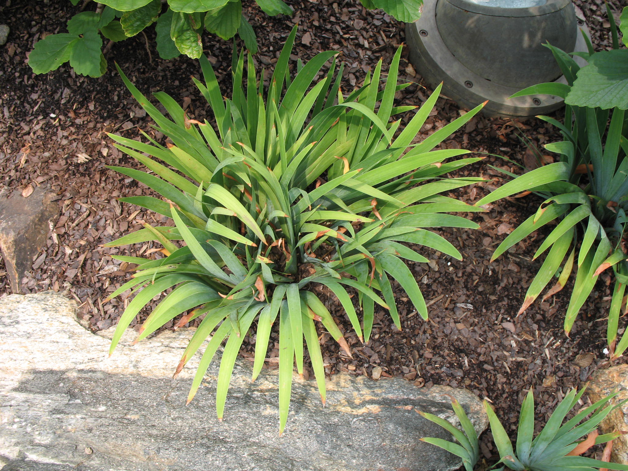 Iris cristata 'Vein Mountain'   / Dwarf Crested Iris