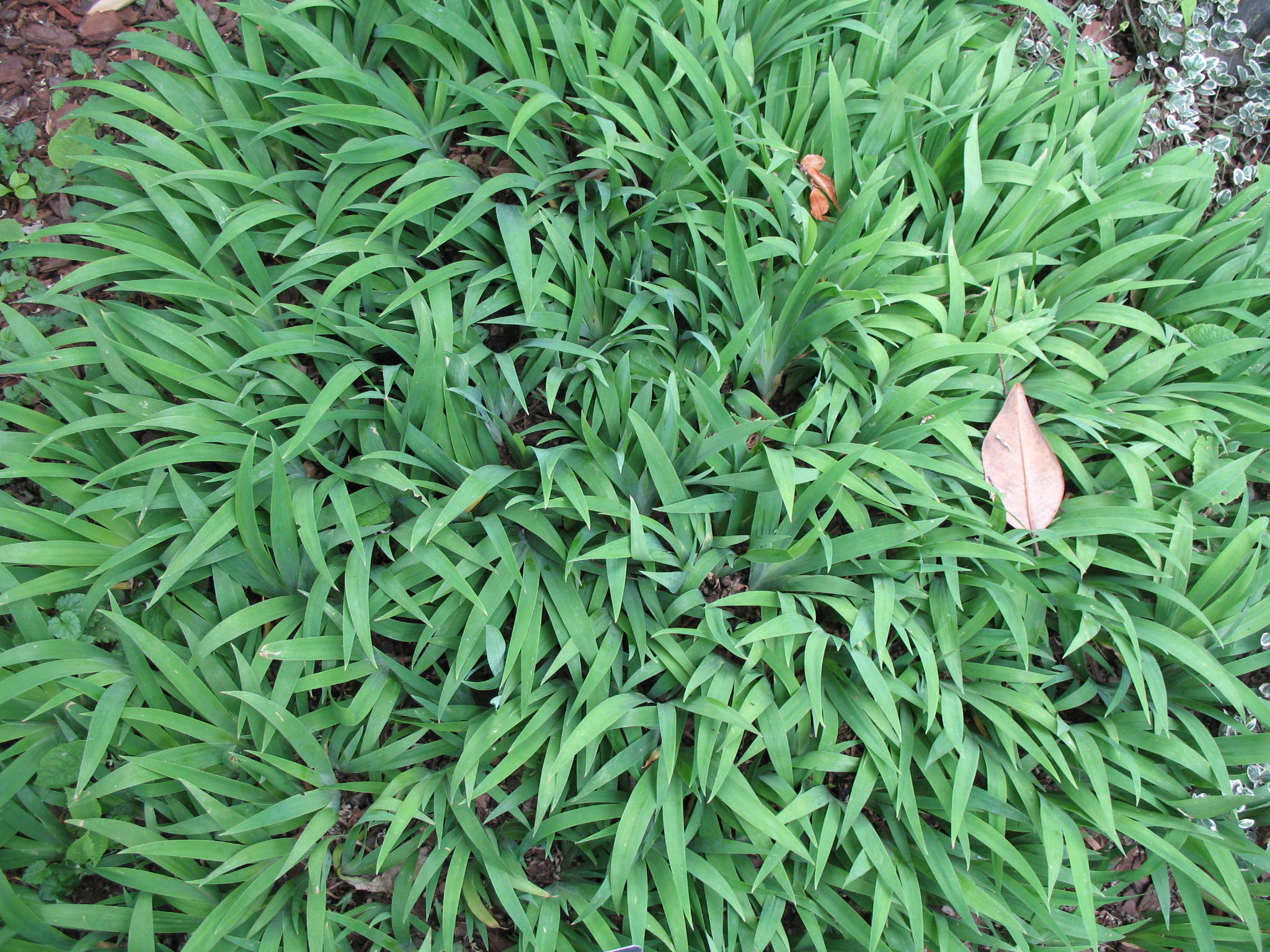 Iris cristata / Crested Iris