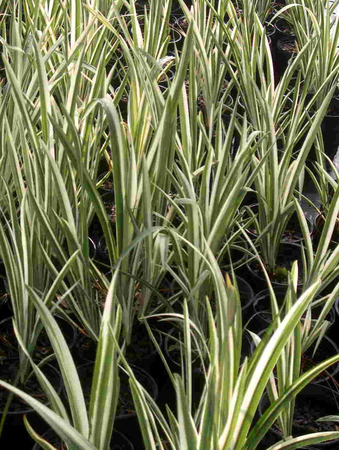 Iris ensata 'Variegata' / Iris ensata 'Variegata'