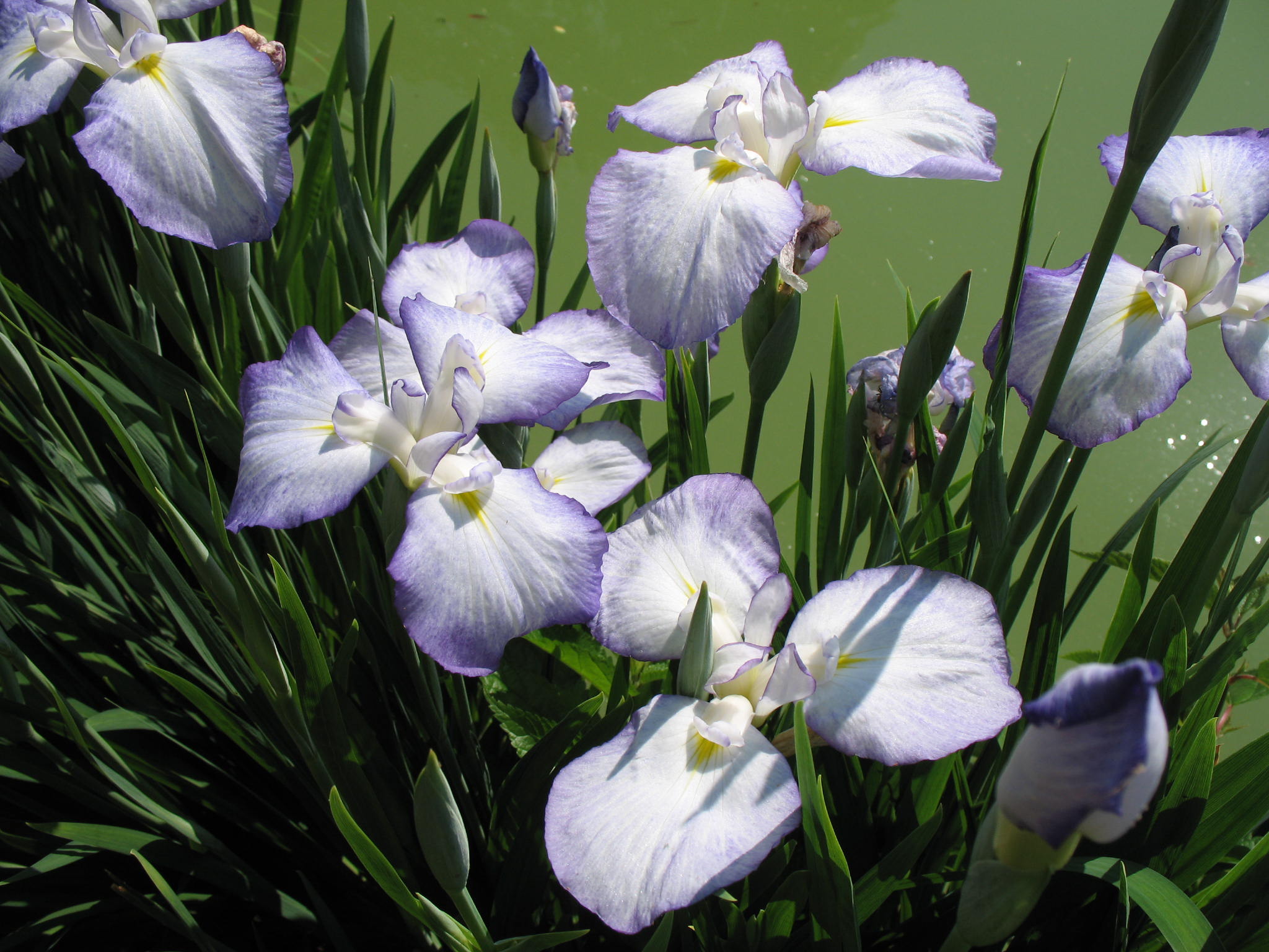 Iris ensata / Japanese Iris