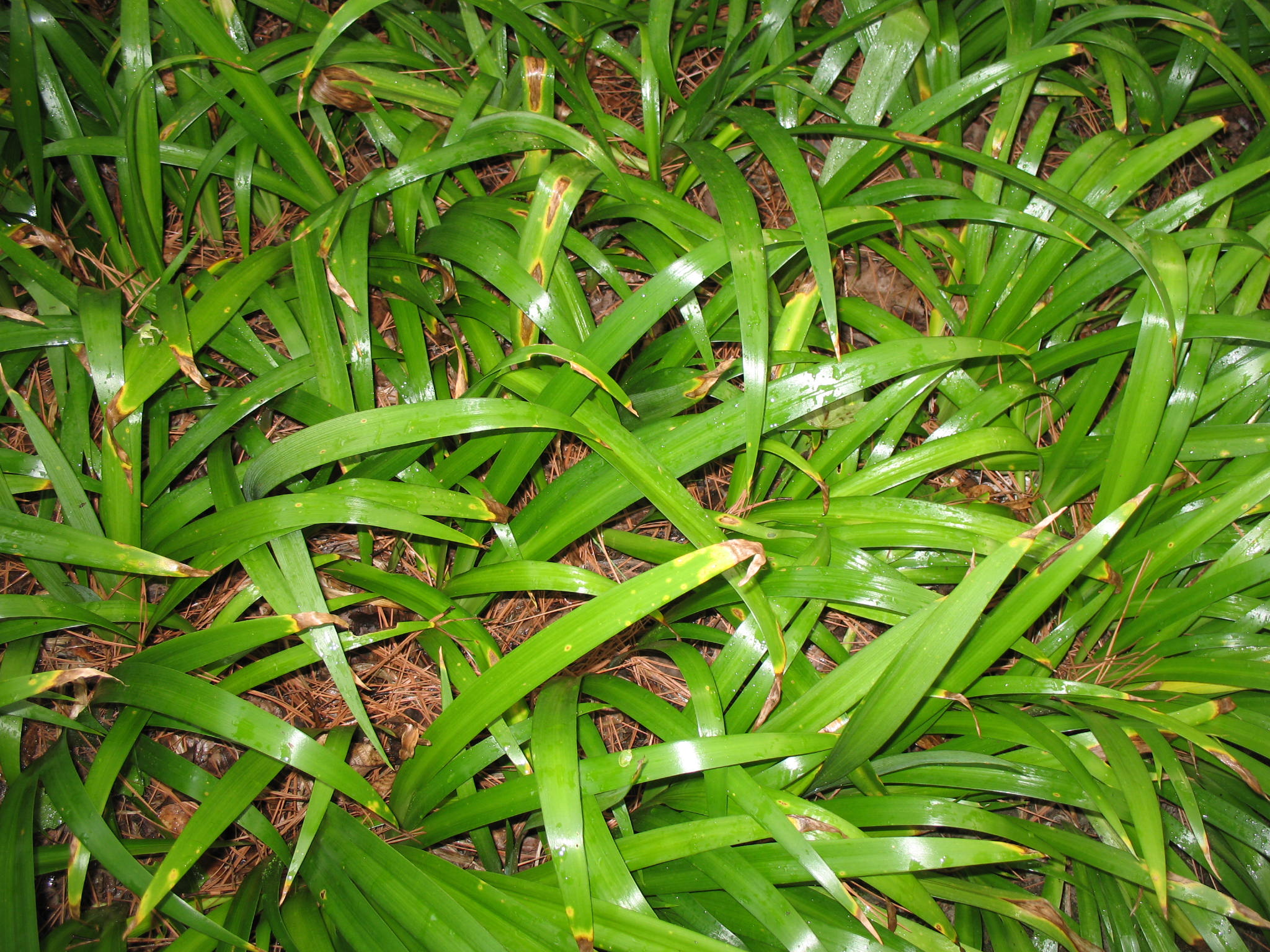 Iris japonica  / Evergreen Japanese Iris