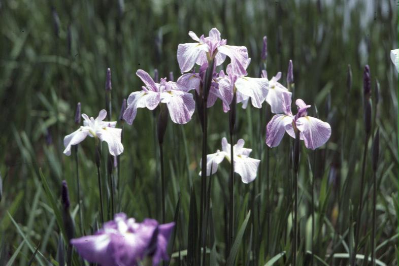 Iris kaempferi / Japanese Iris