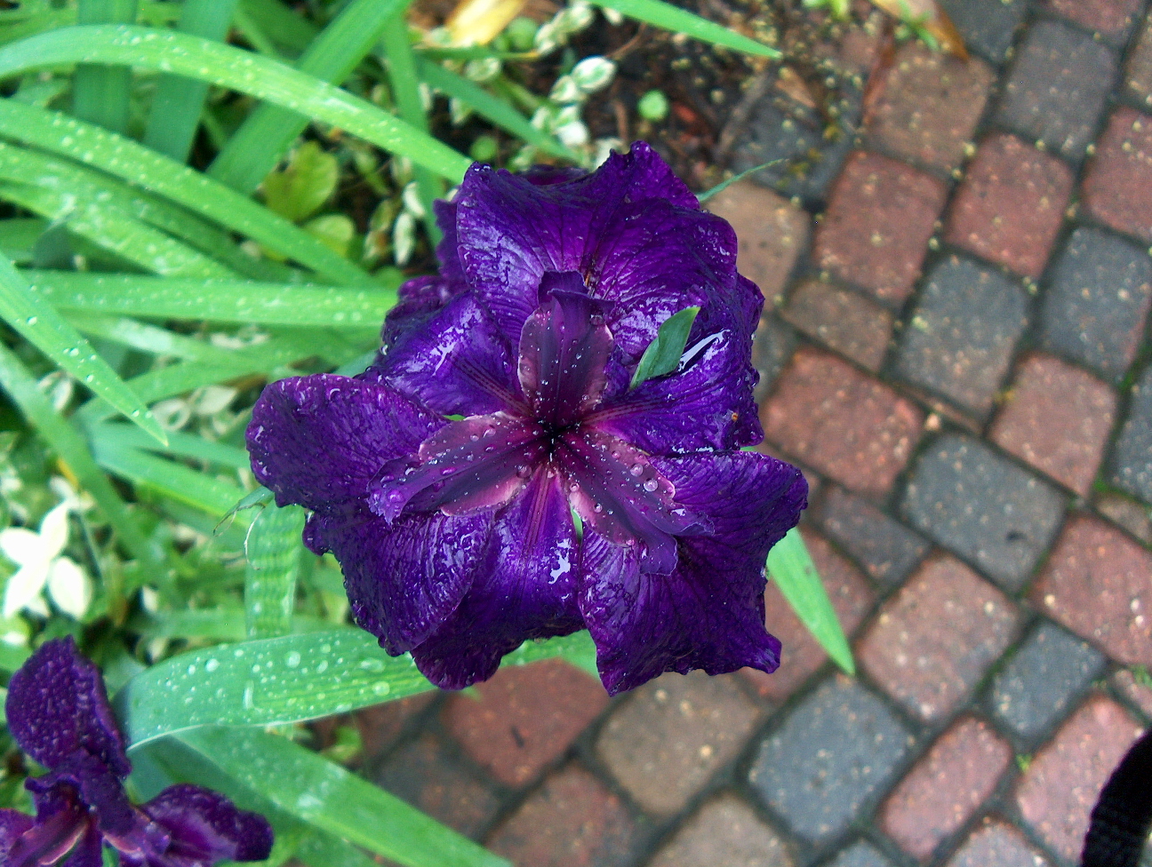 Iris Louisiana hybrid  / Iris Louisiana hybrid 