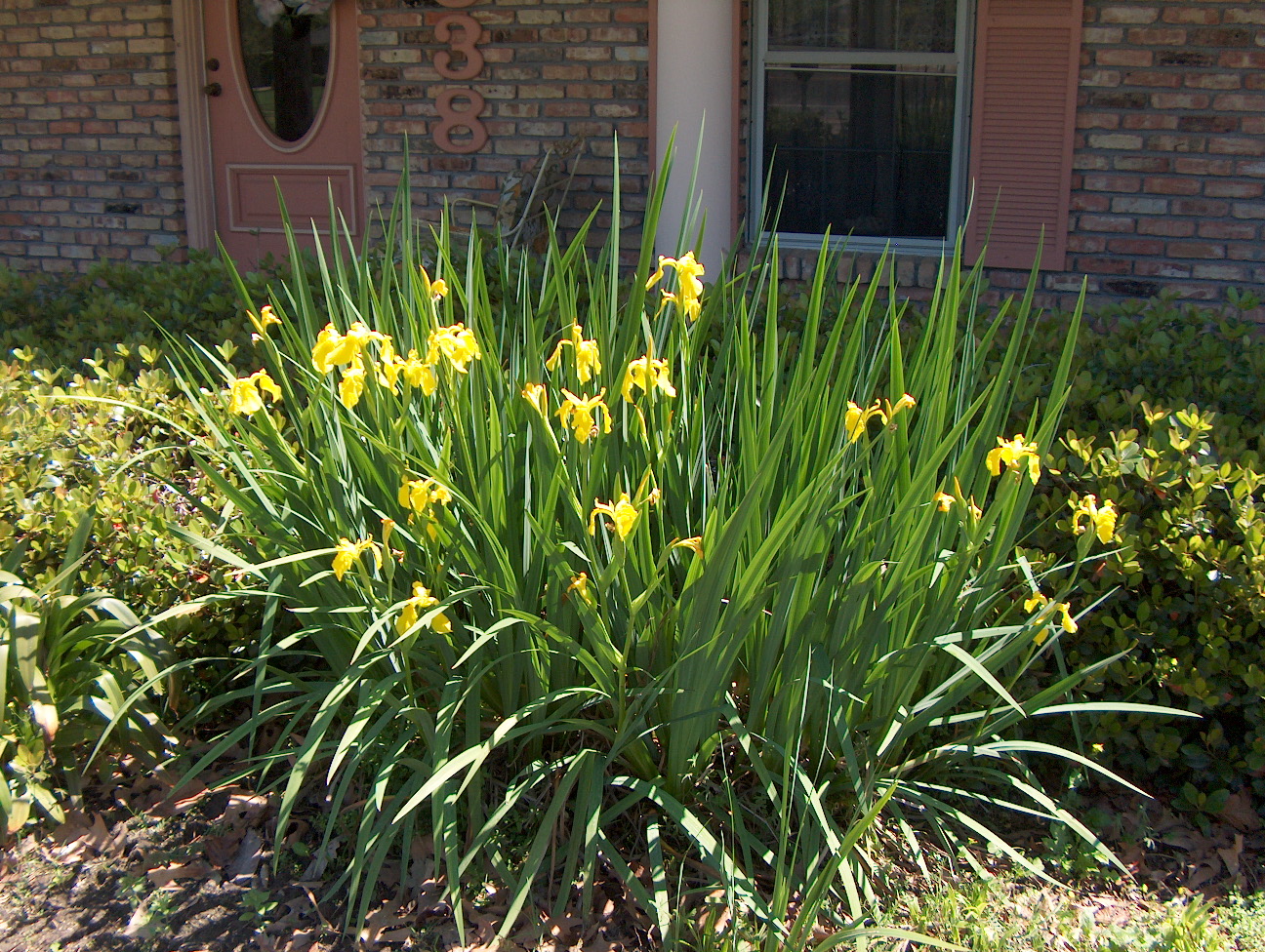 Iris pseudacorus  / Yellow Flag Iris