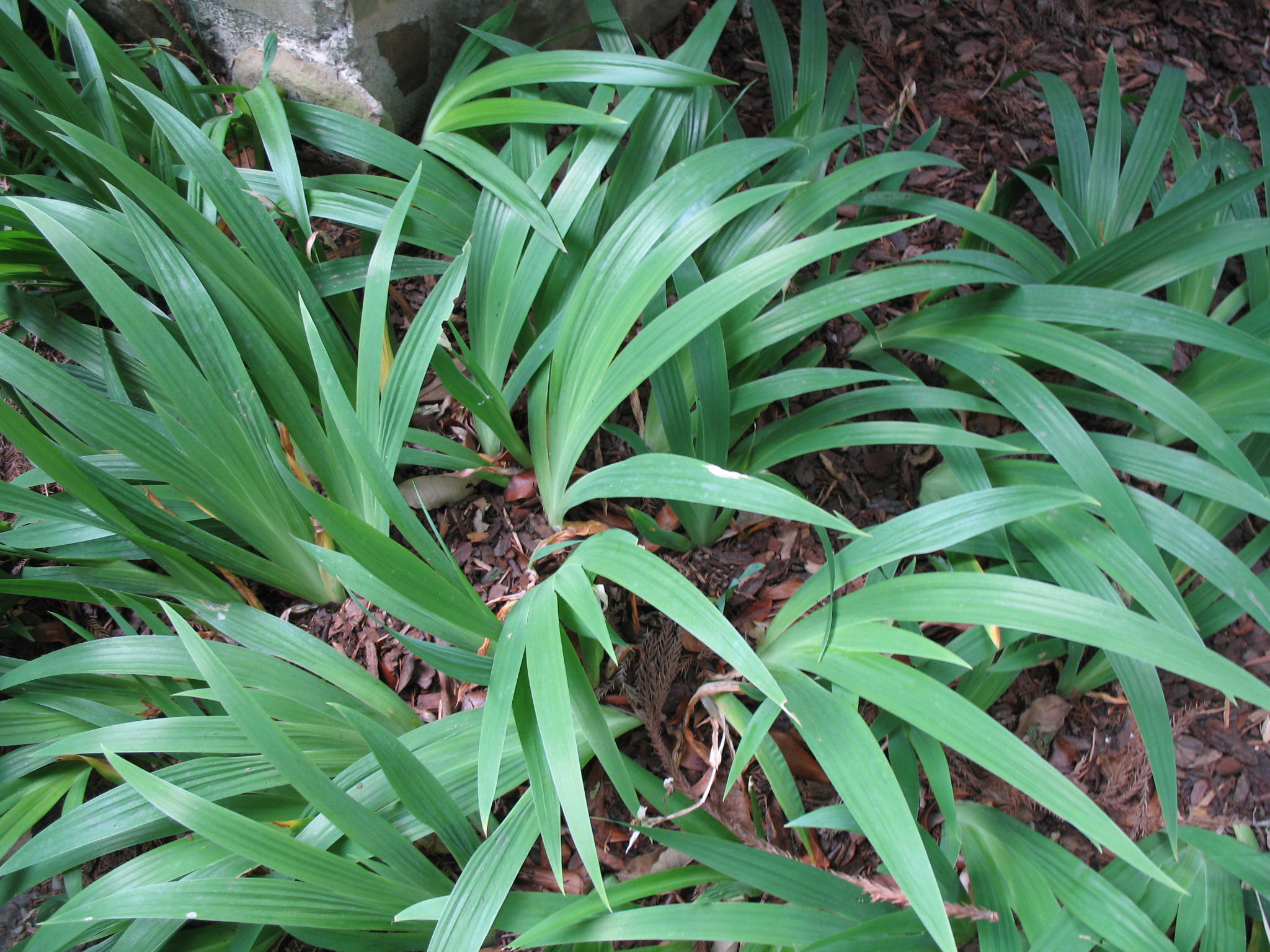 Iris setosa / Arctic Iris